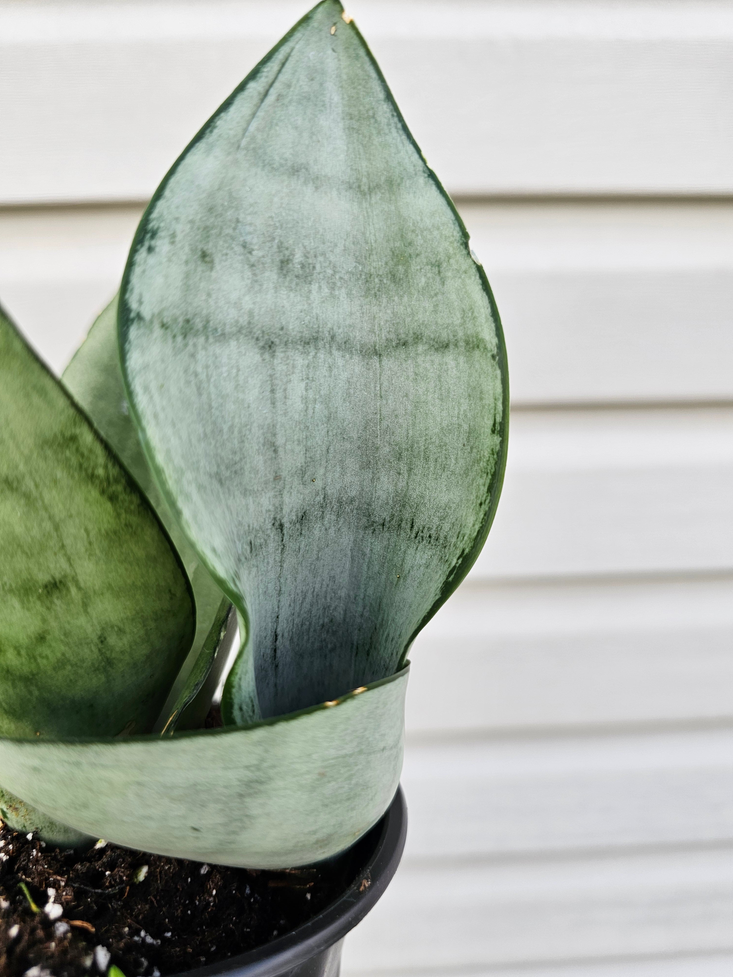 Snake Plant Moonshine