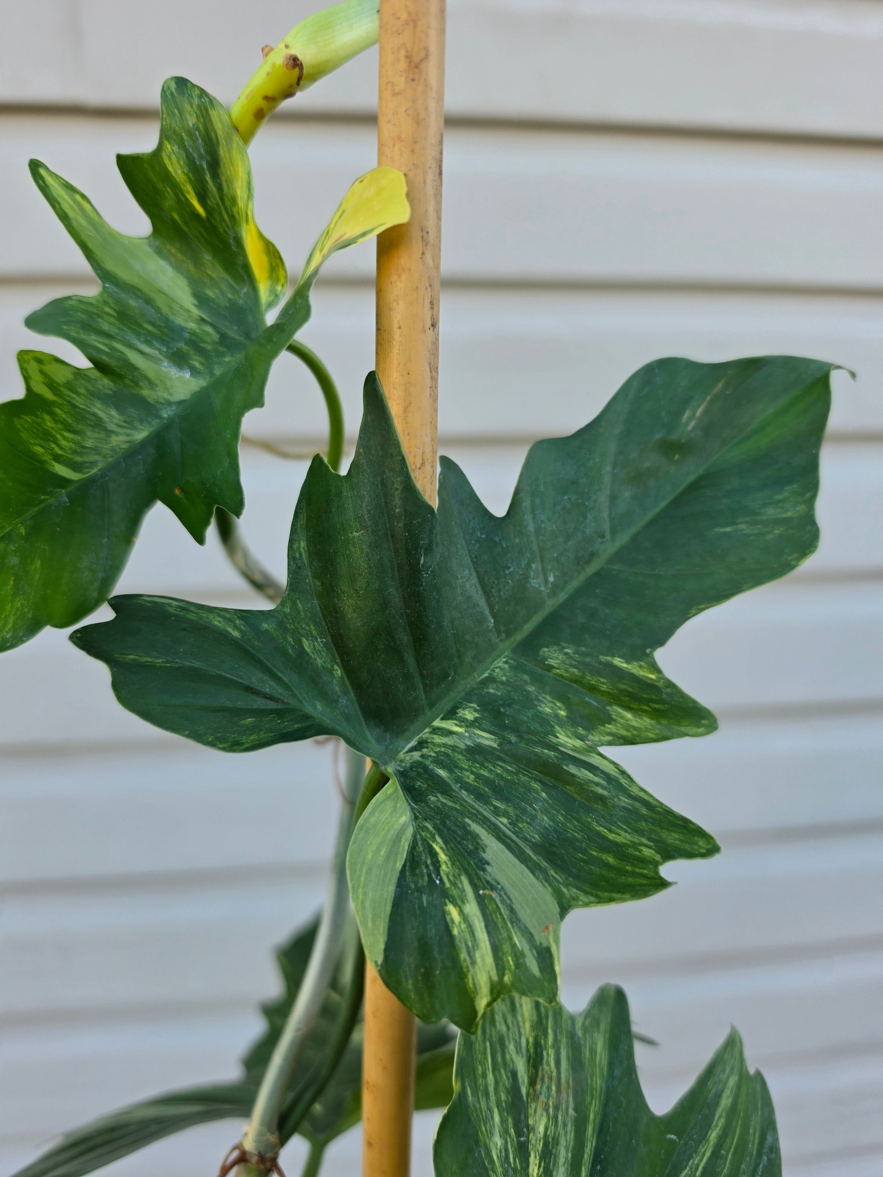 Philodendron Florida Beauty x Mayoi