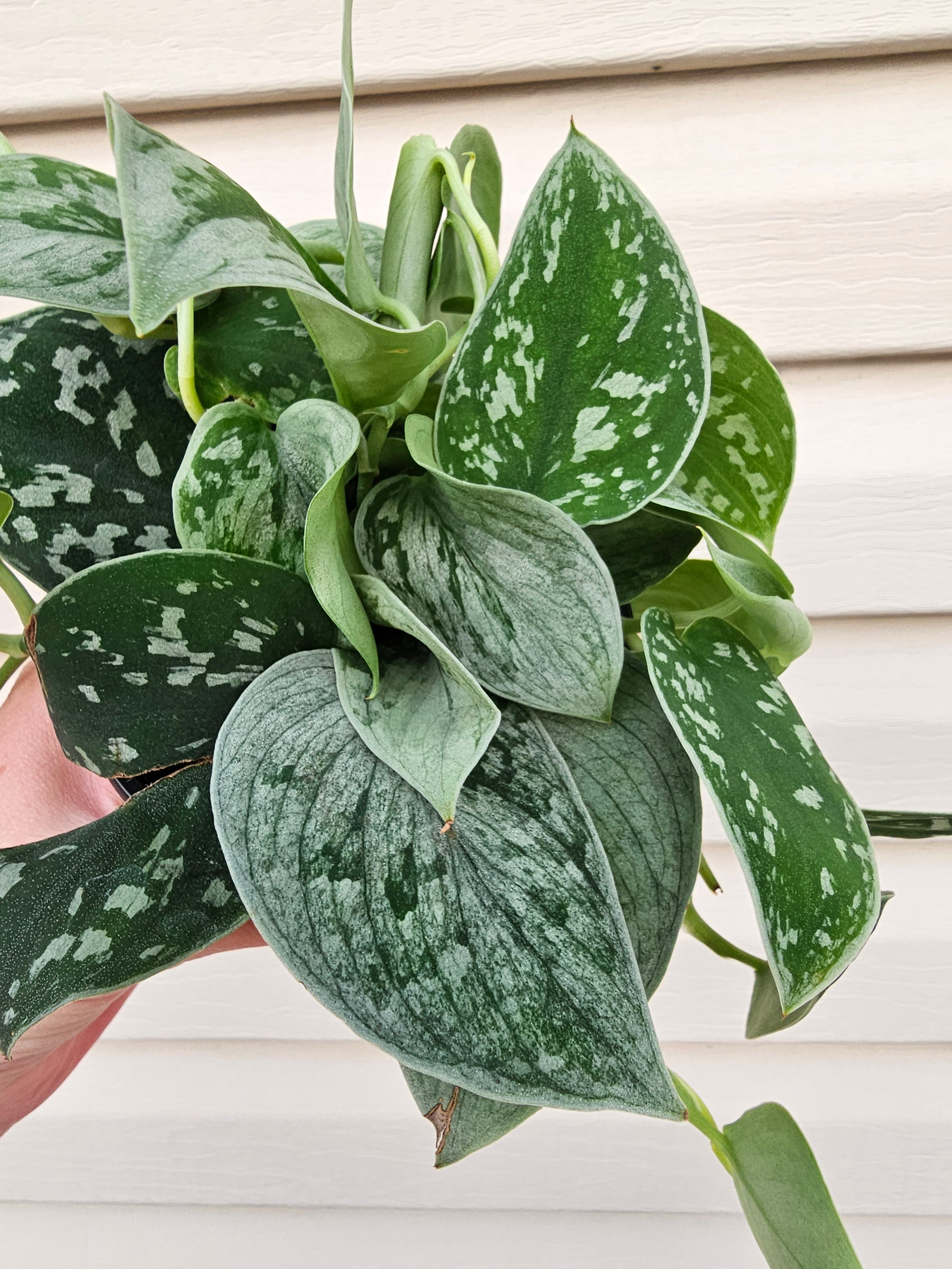 Satin Pothos - Scindapsus Argyraeus