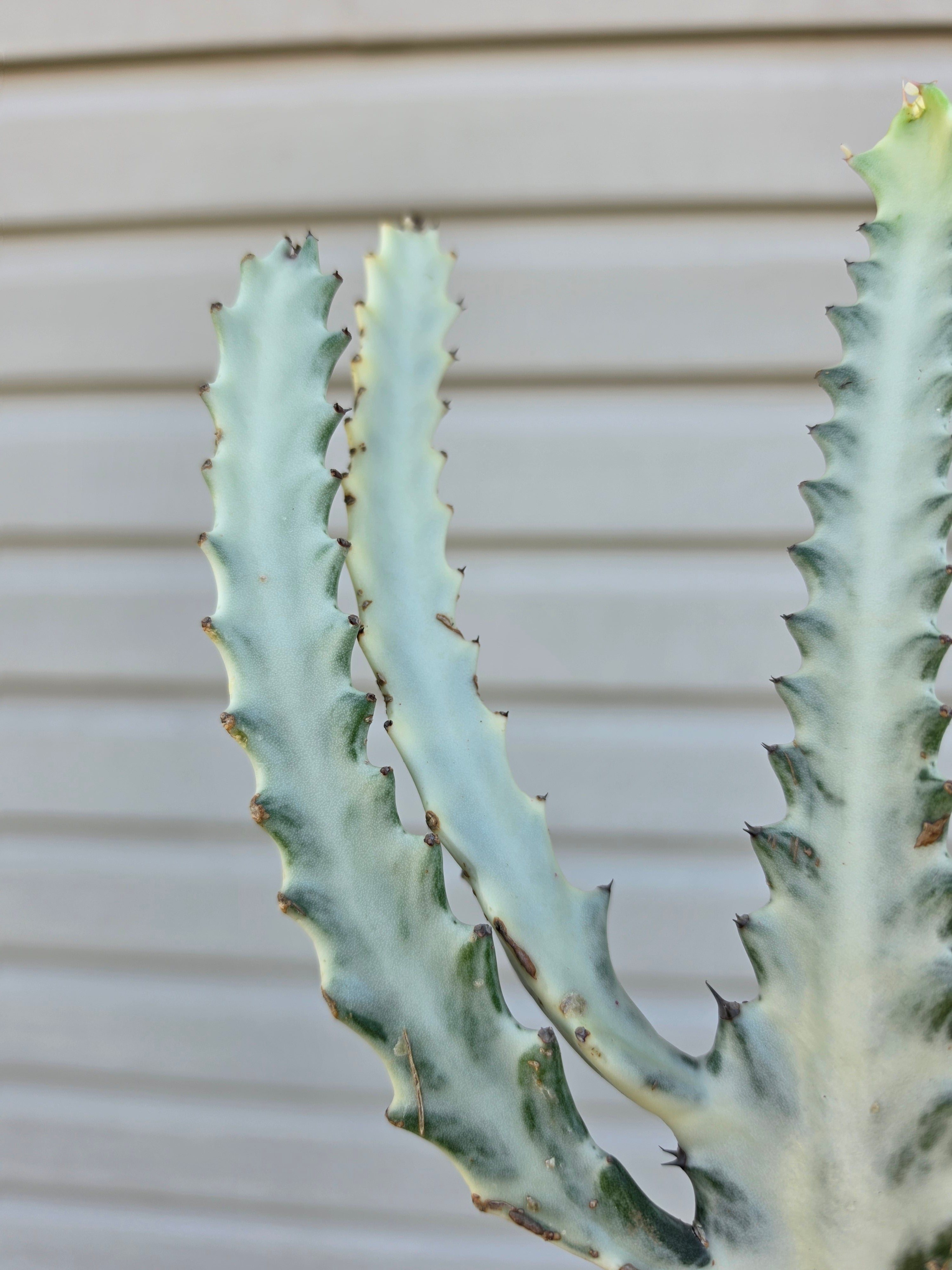 Euphorbia Ghost