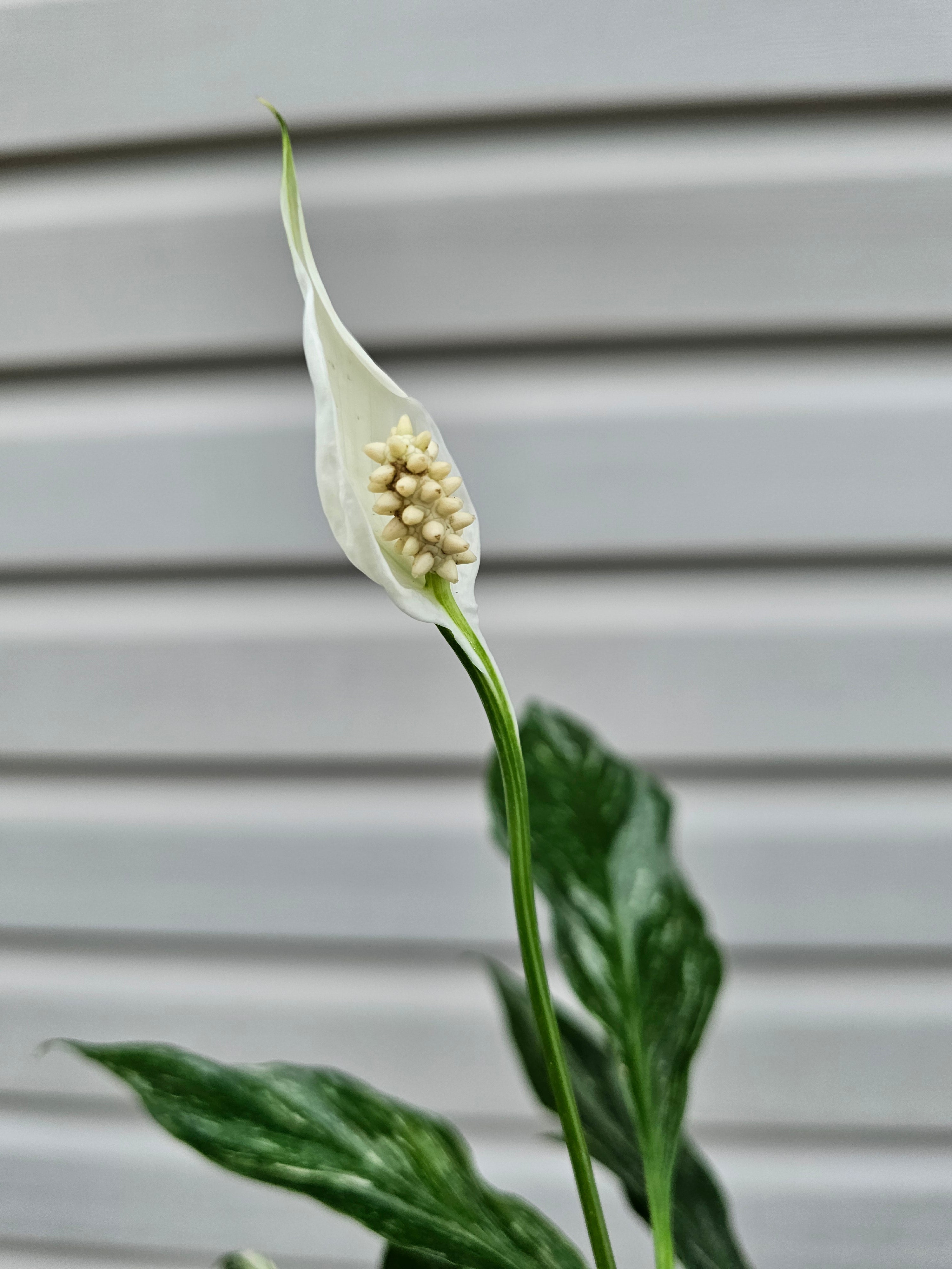 Domino Peace Lily