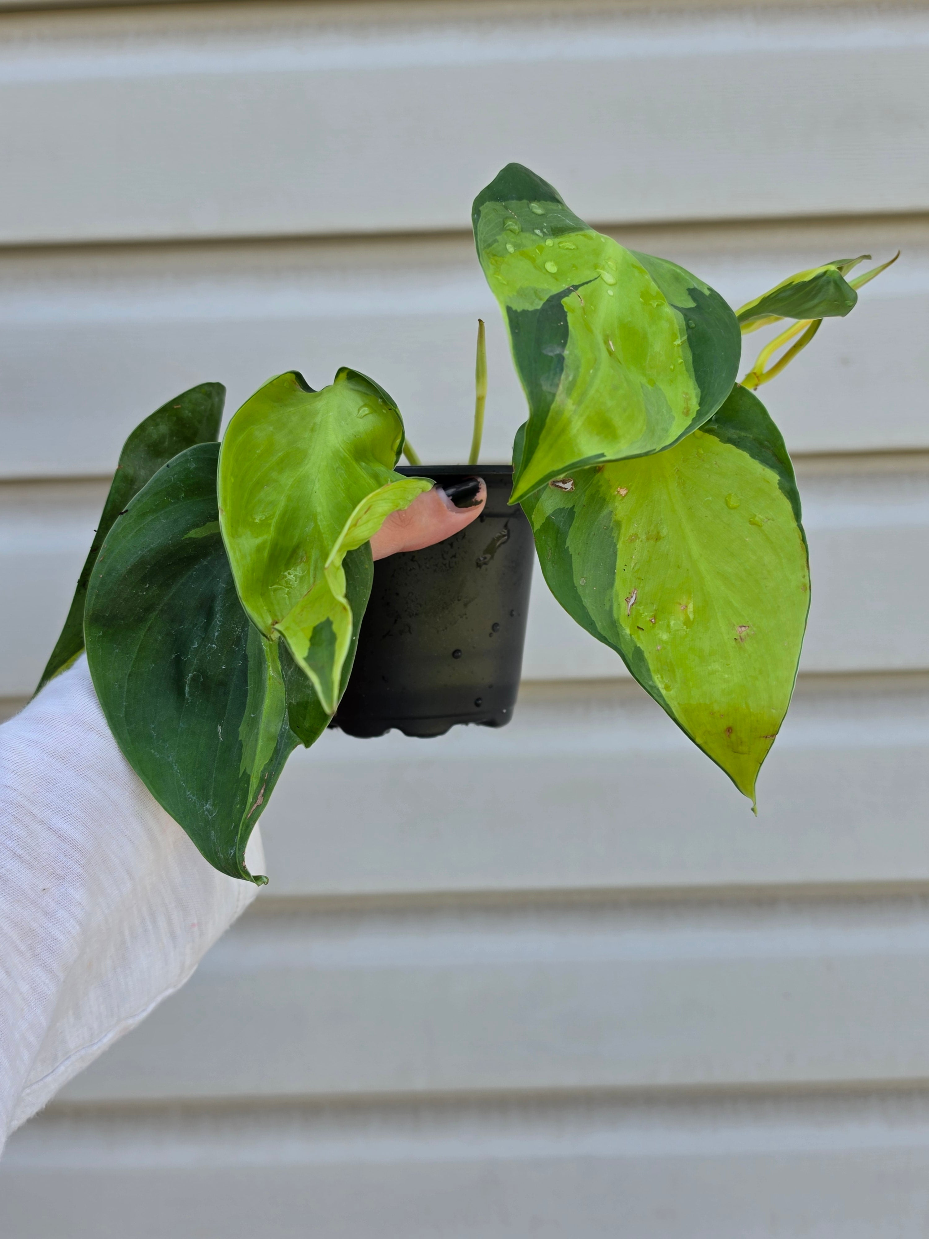 Philodendron Brasil