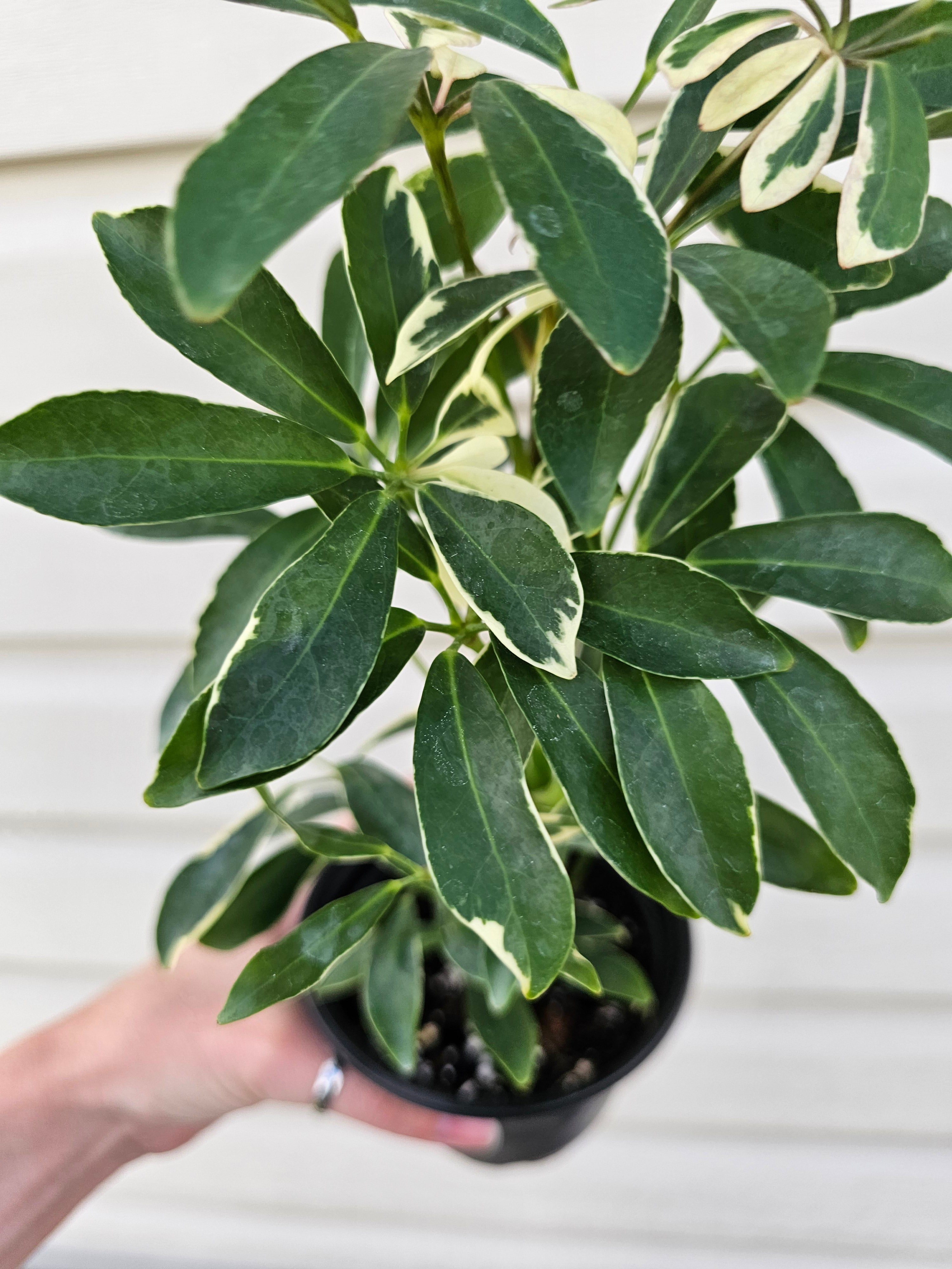 Schefflera Moonlight Umbrella Plant