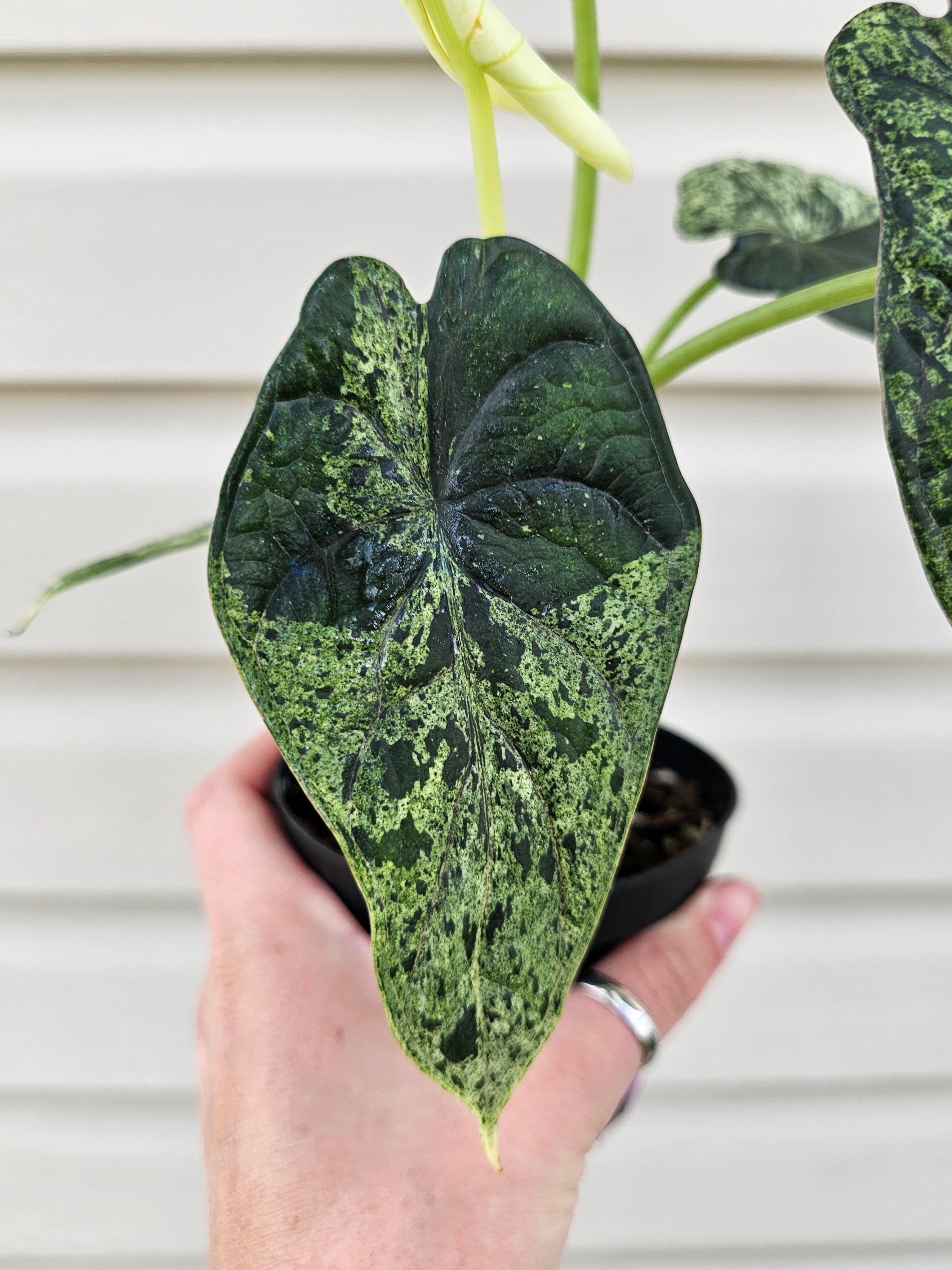 Alocasia Dragon Scale Mint