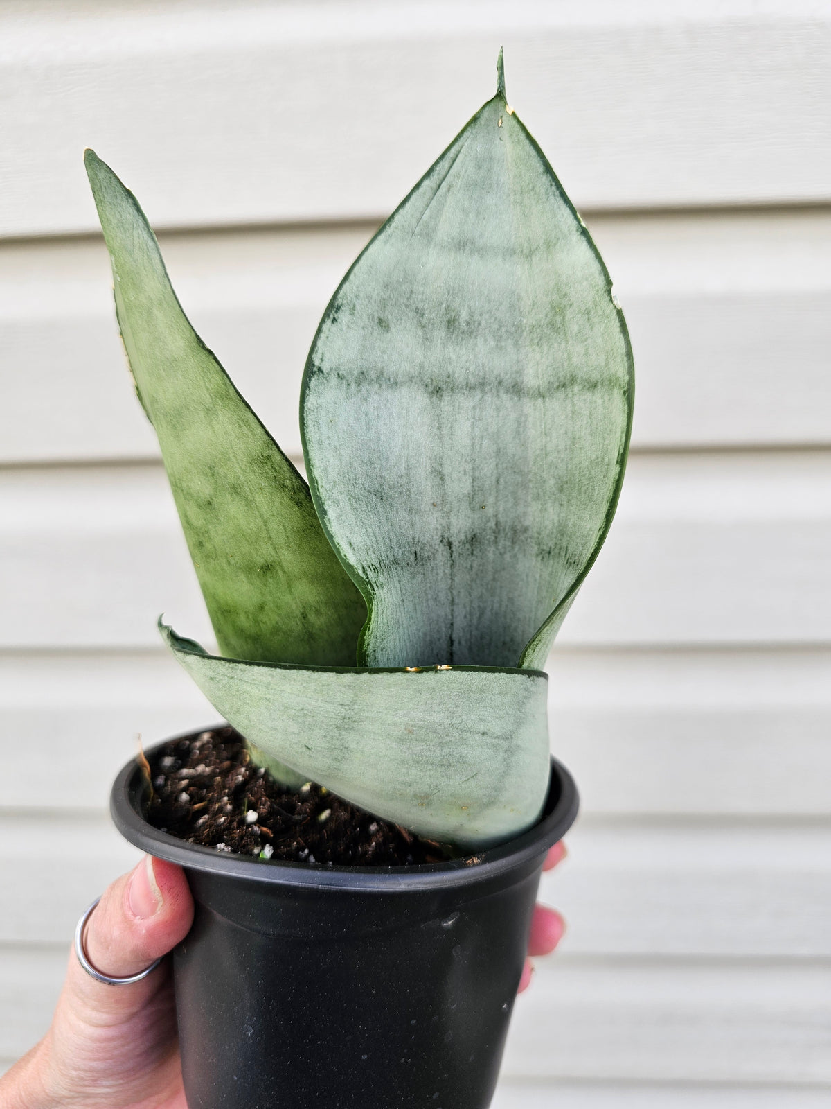 Snake Plant Moonshine
