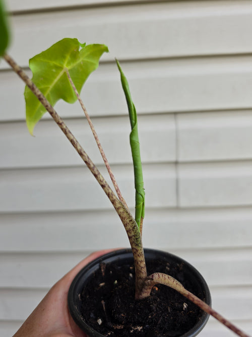Alocasia Golden Dragon