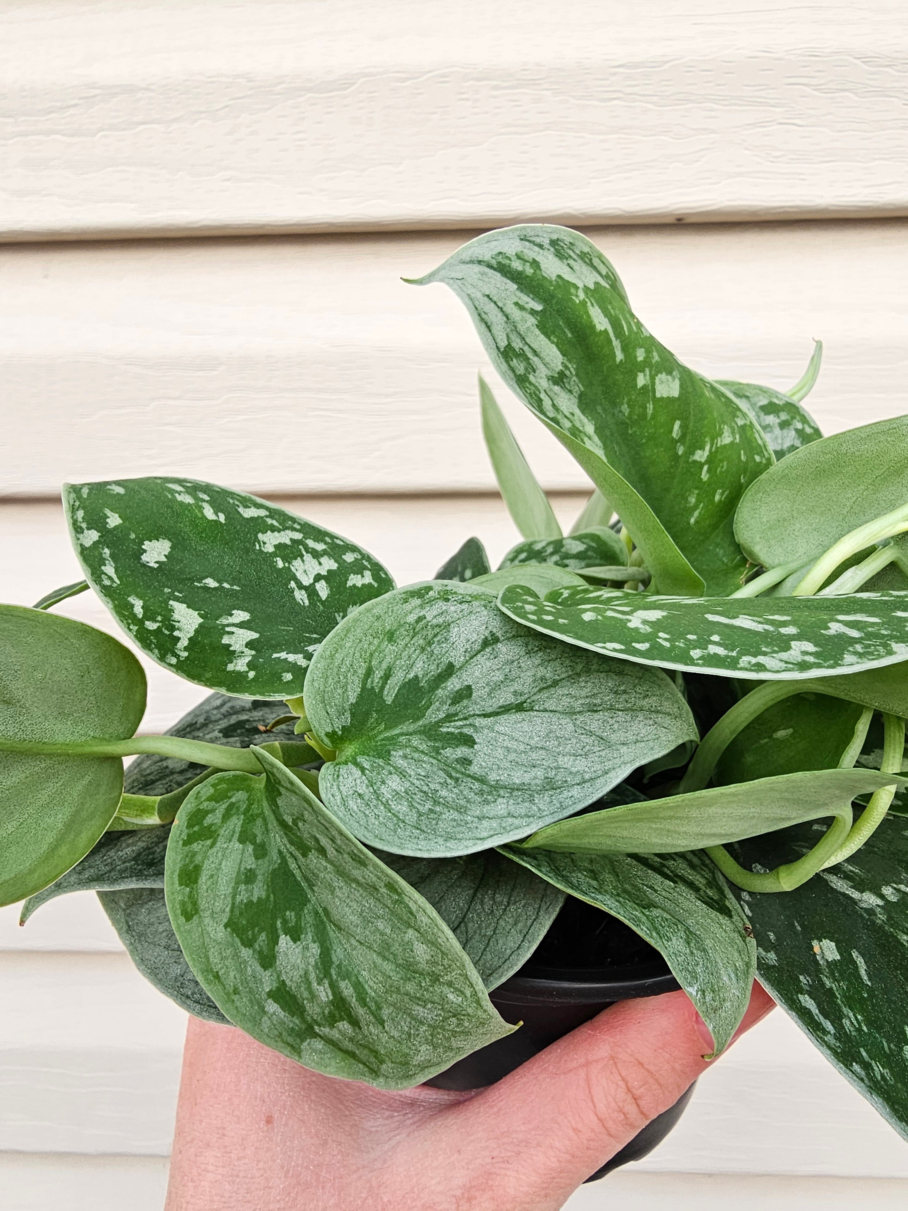 Satin Pothos - Scindapsus Argyraeus