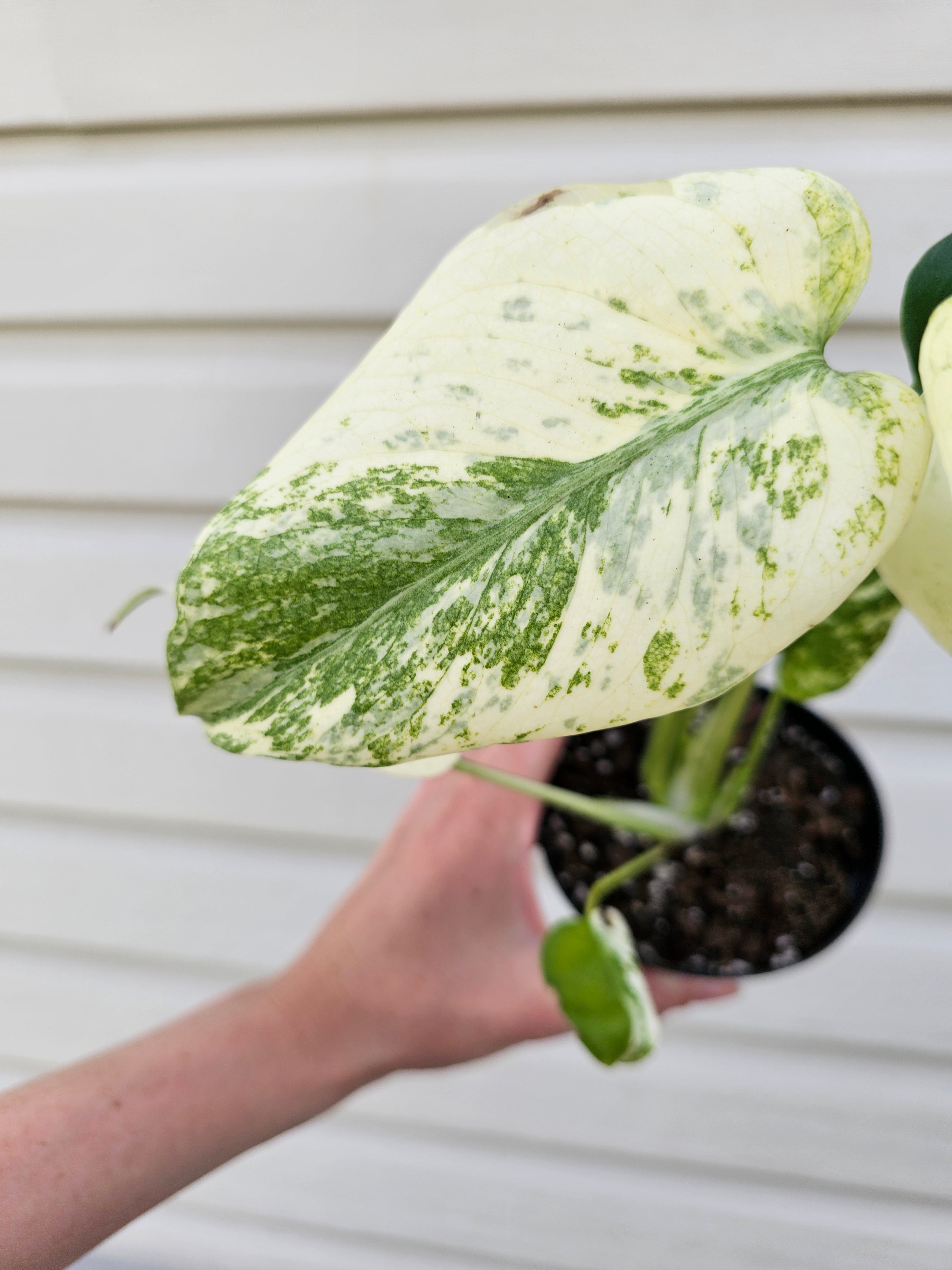 Monstera Mint