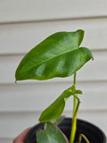 Philodendron Paraiso Verde