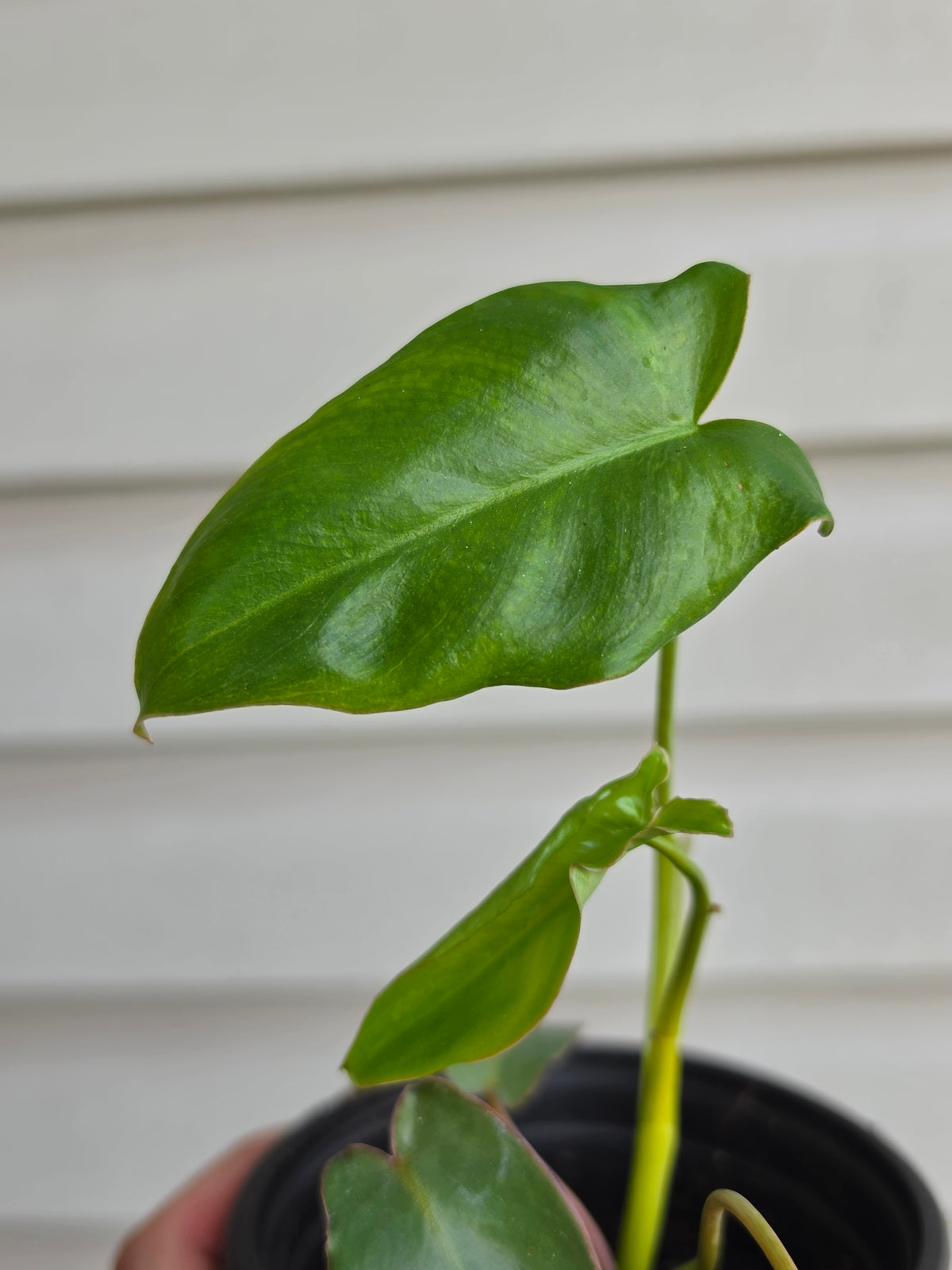 Philodendron Paraiso Verde