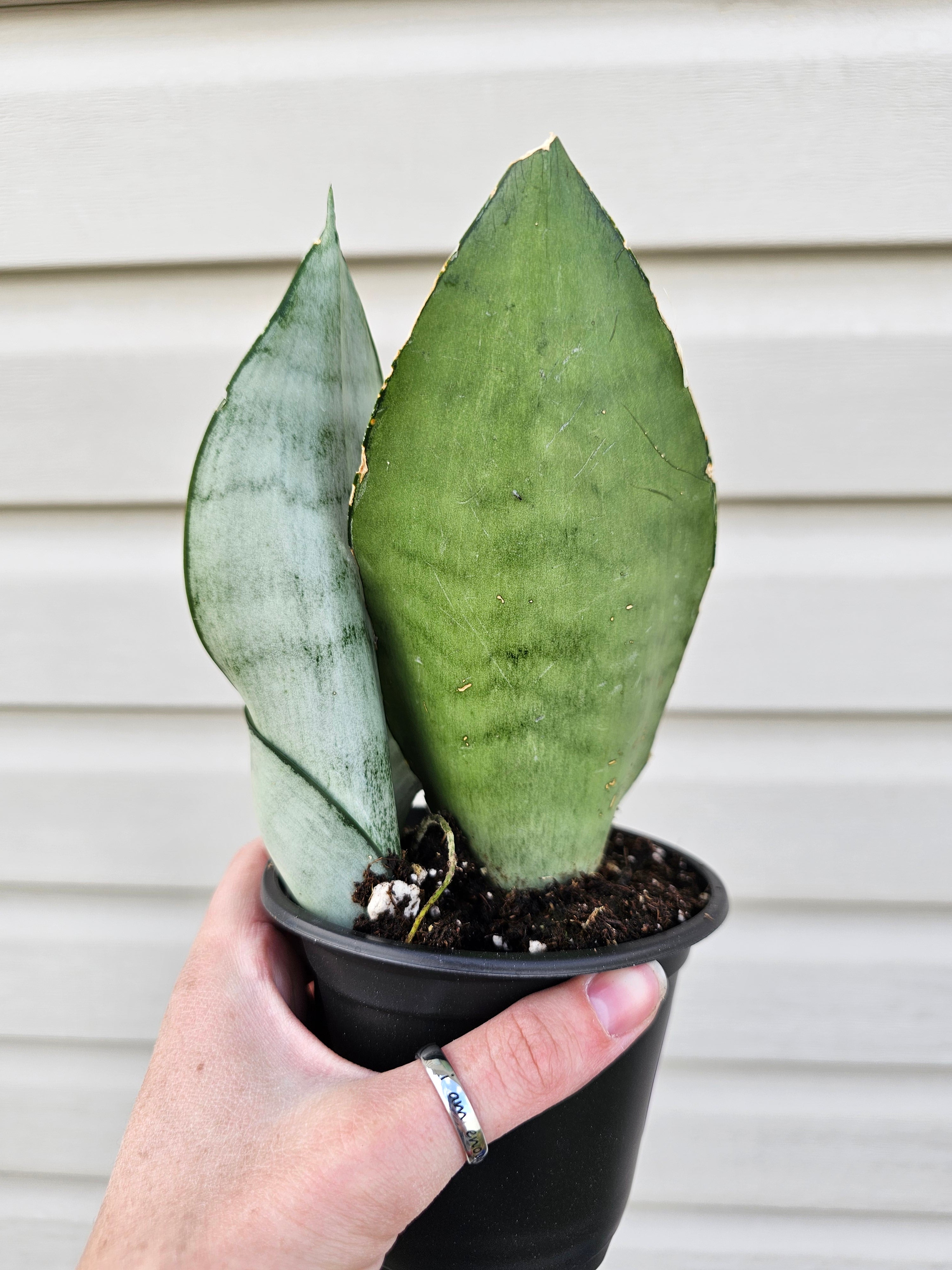 Snake Plant Moonshine