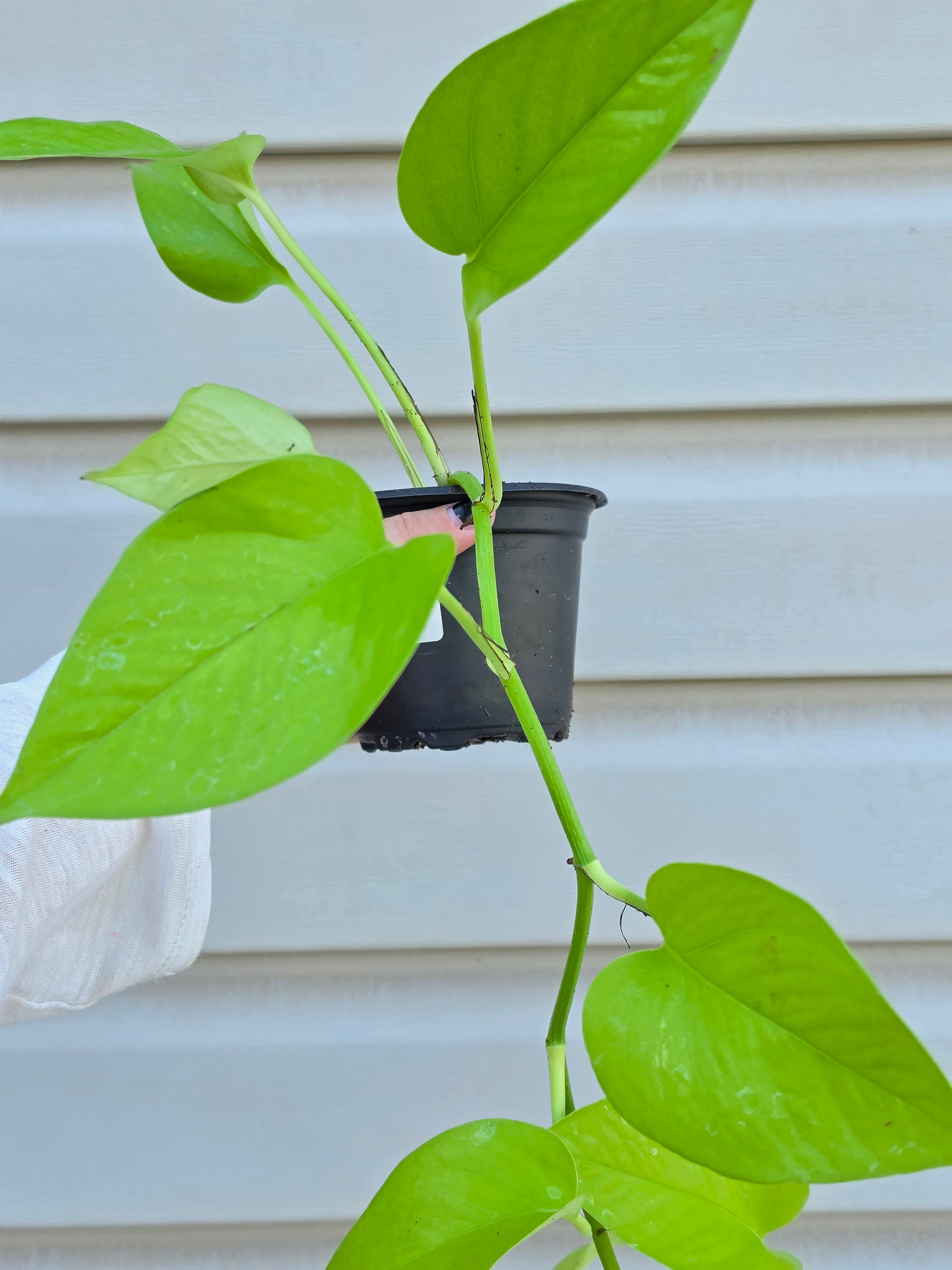 Neon Pothos