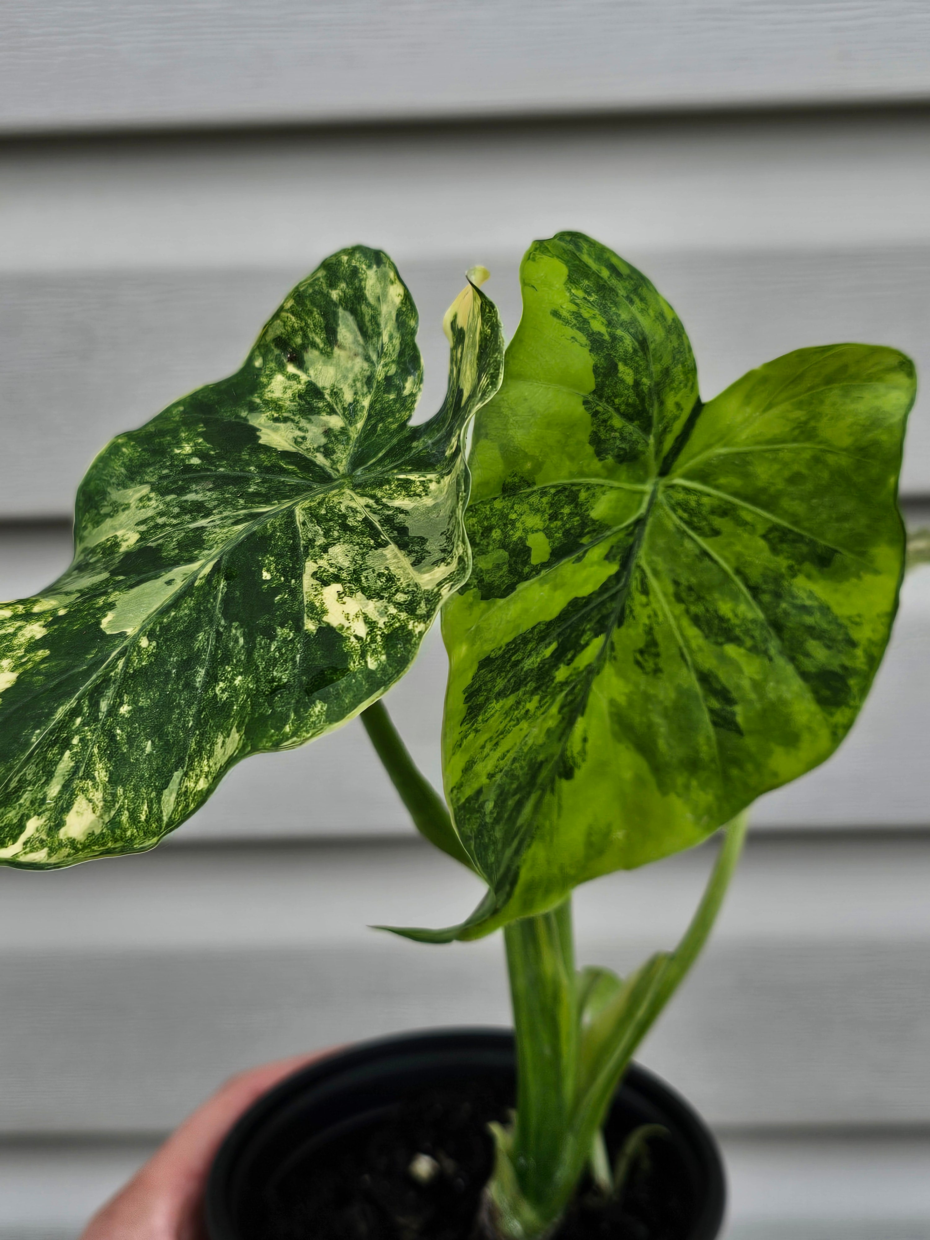 Alocasia Gageana Aurea
