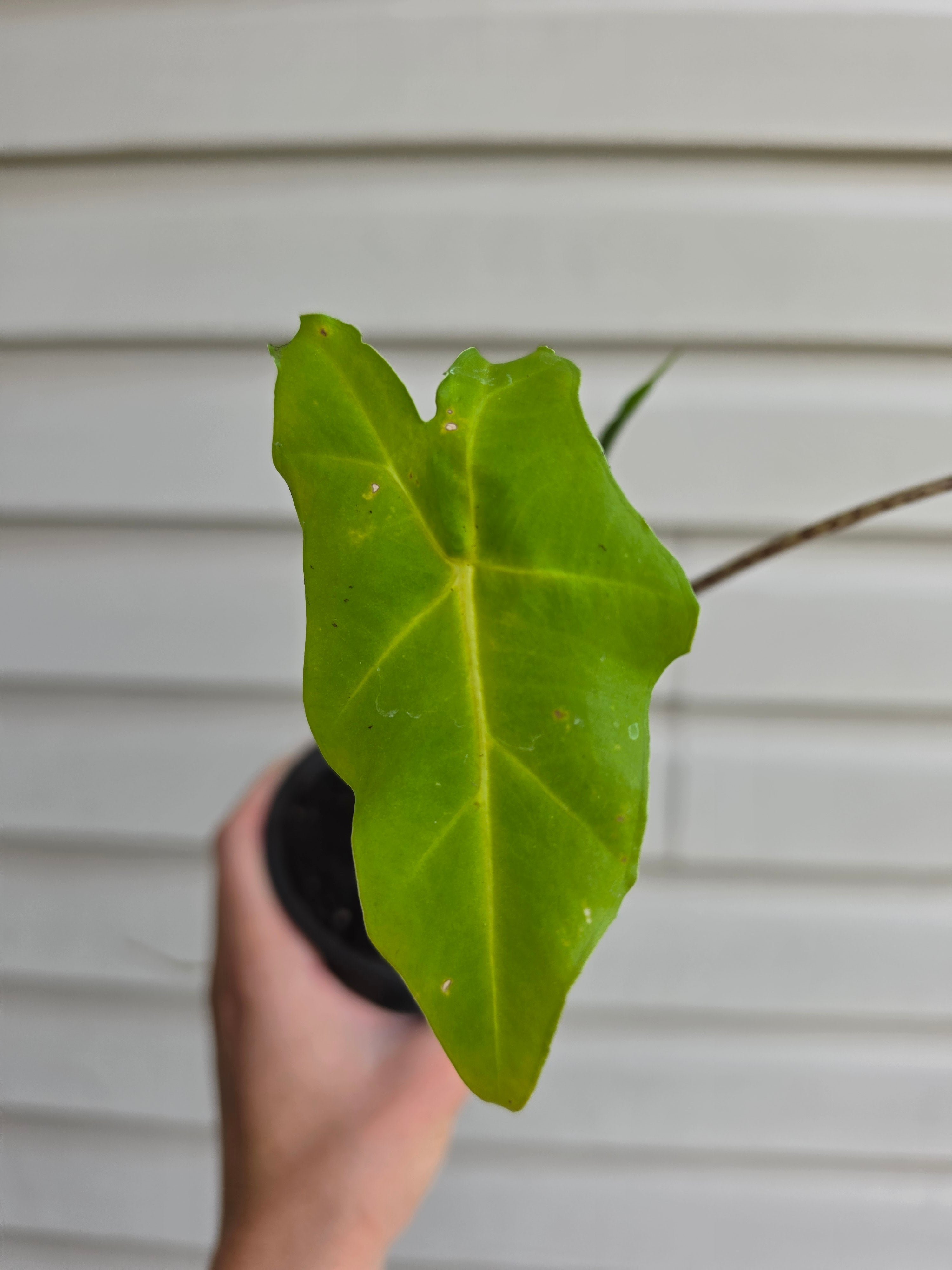 Alocasia Golden Dragon