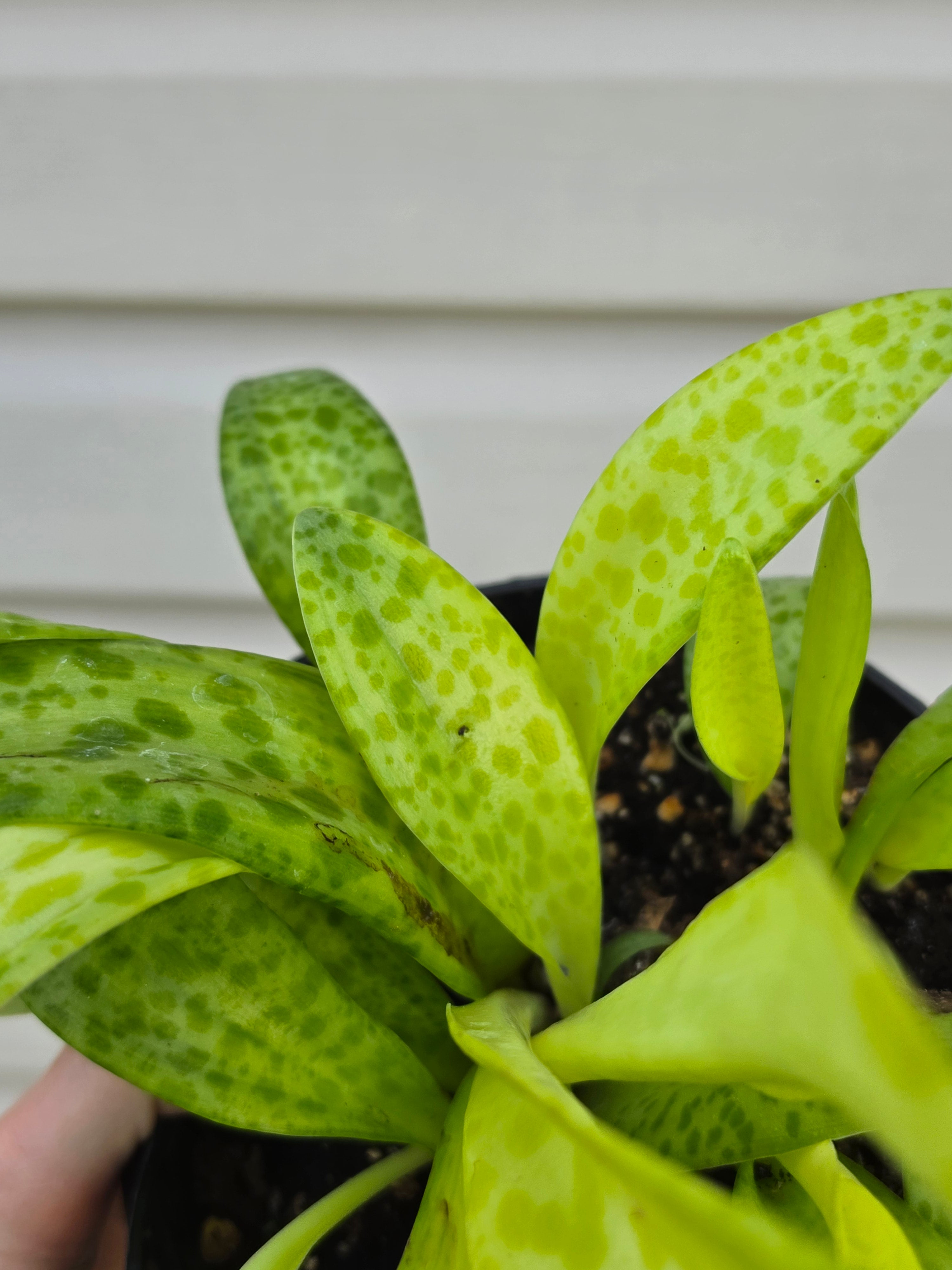 Resnova Humifusa Variegated Leopard Plant