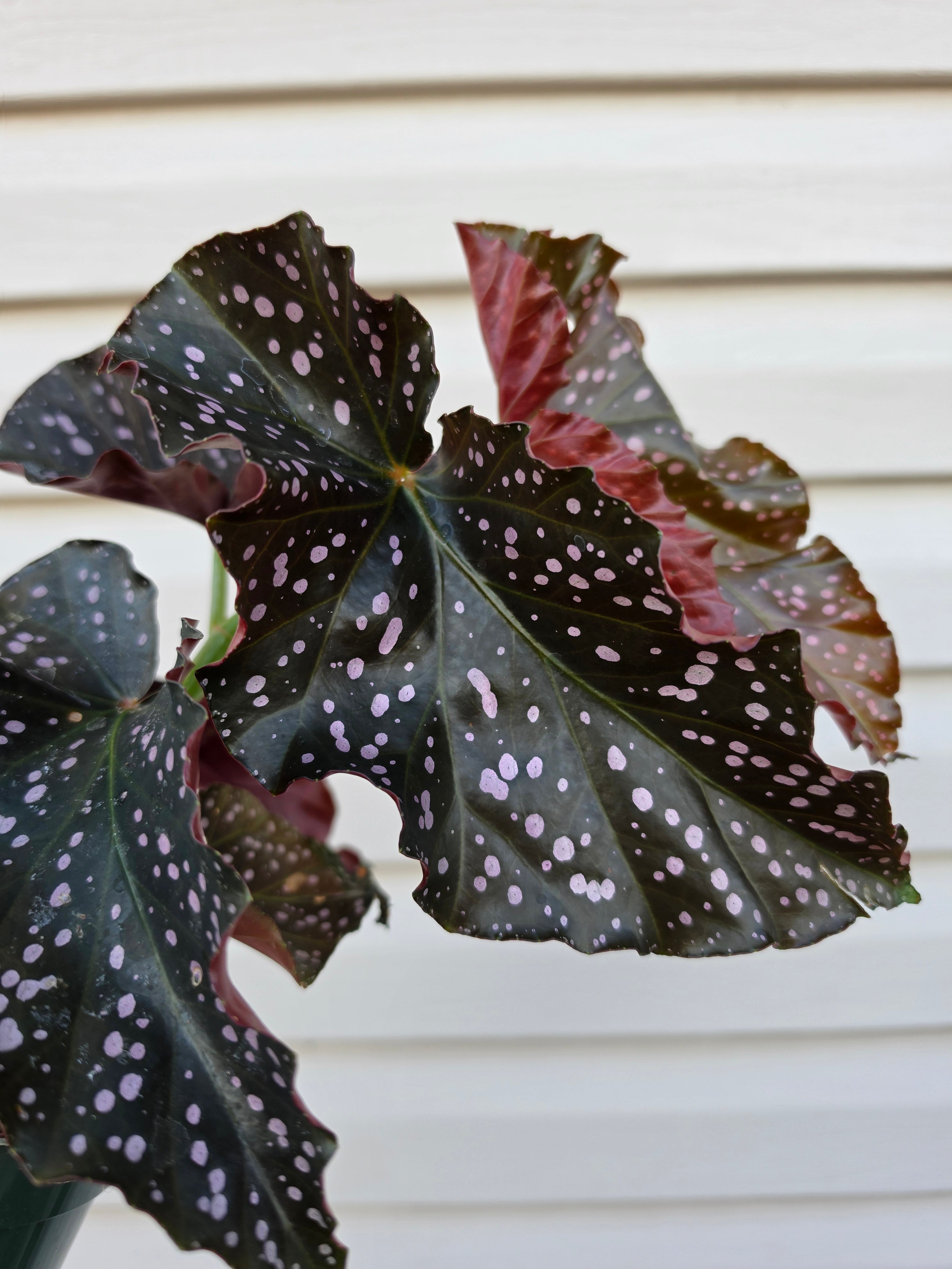 Begonia Cracklin' Rosie