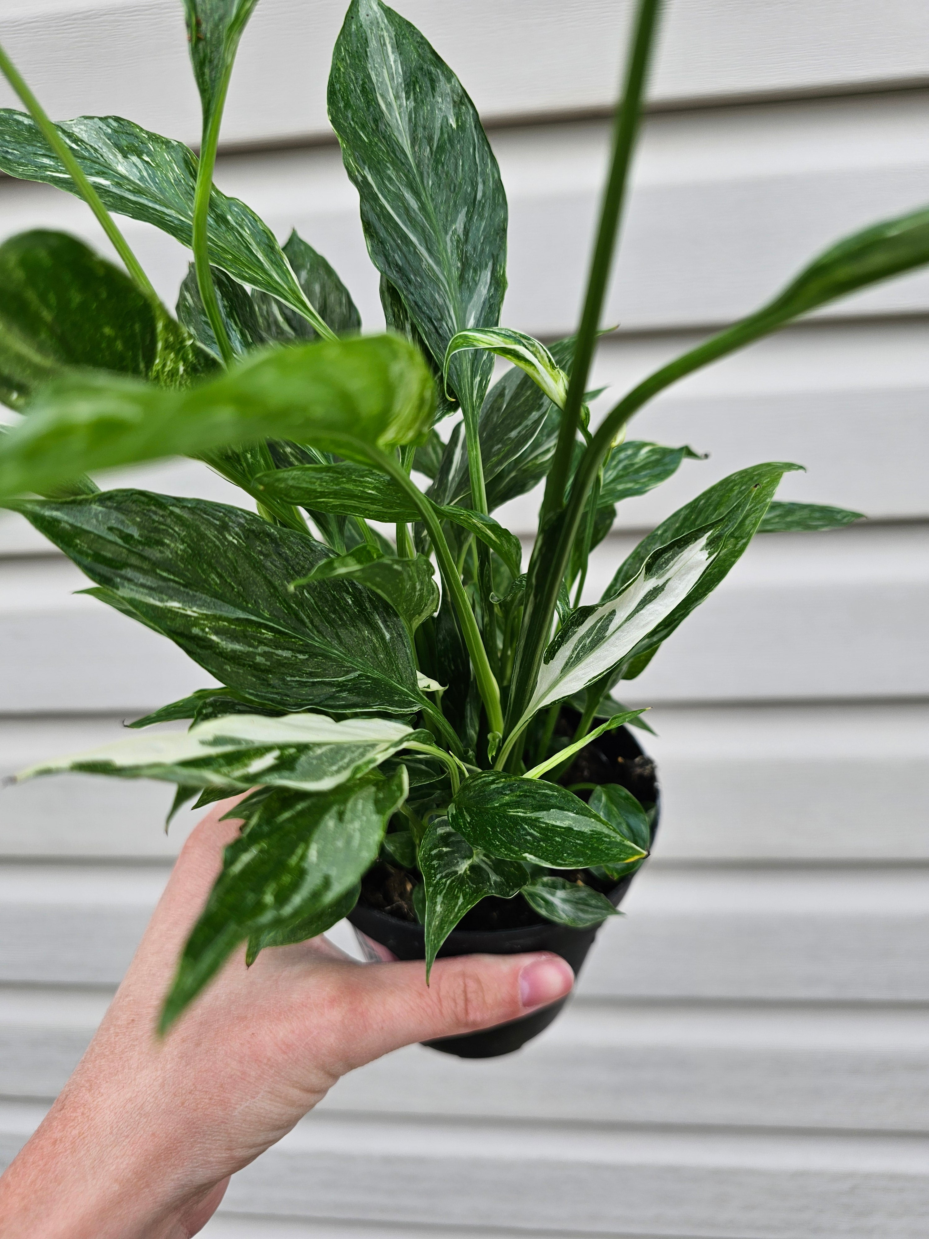 Domino Peace Lily