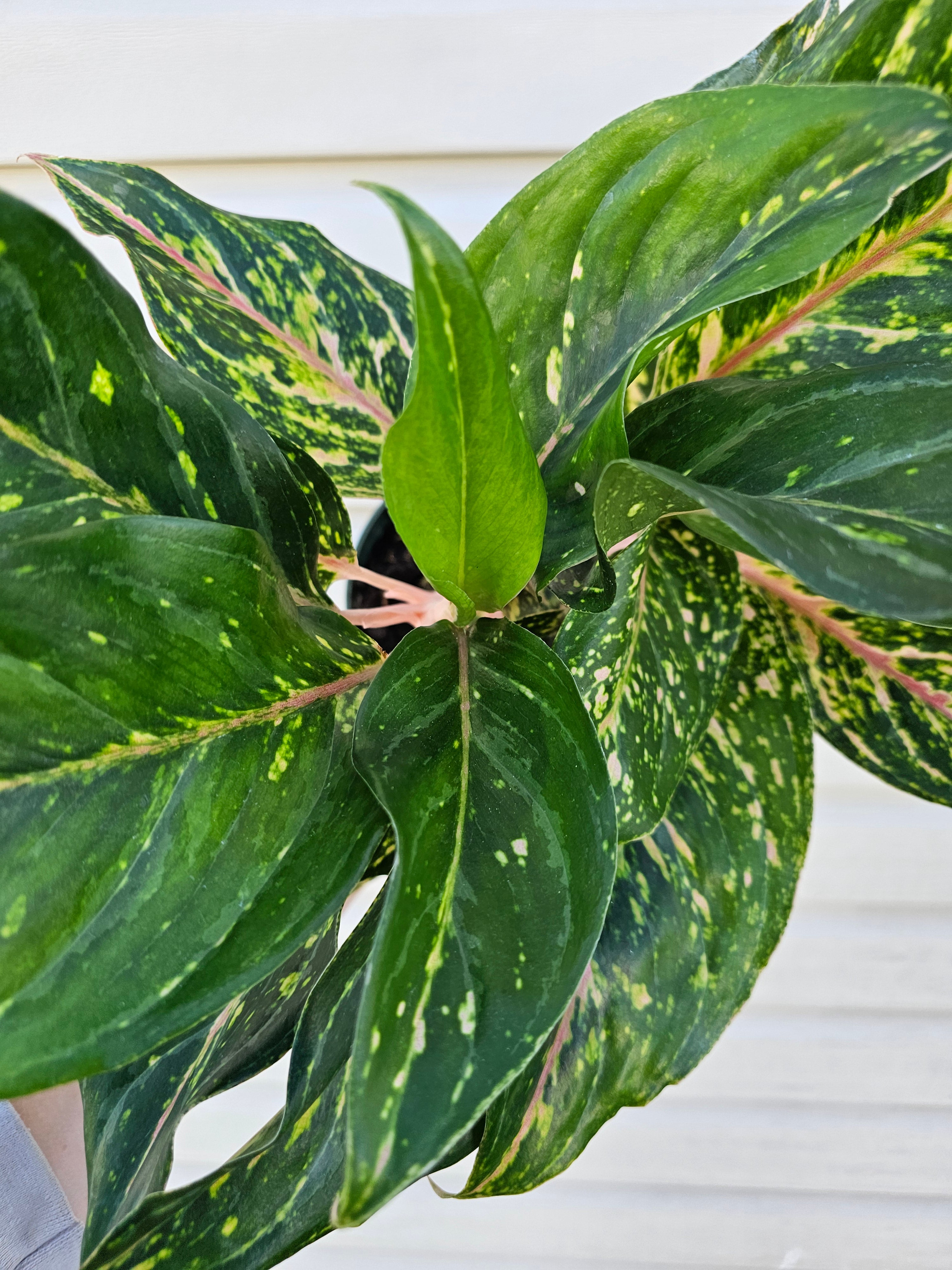 Red Siam Aglaonema 6"