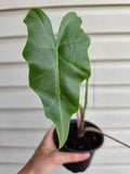 Alocasia Golden Dragon