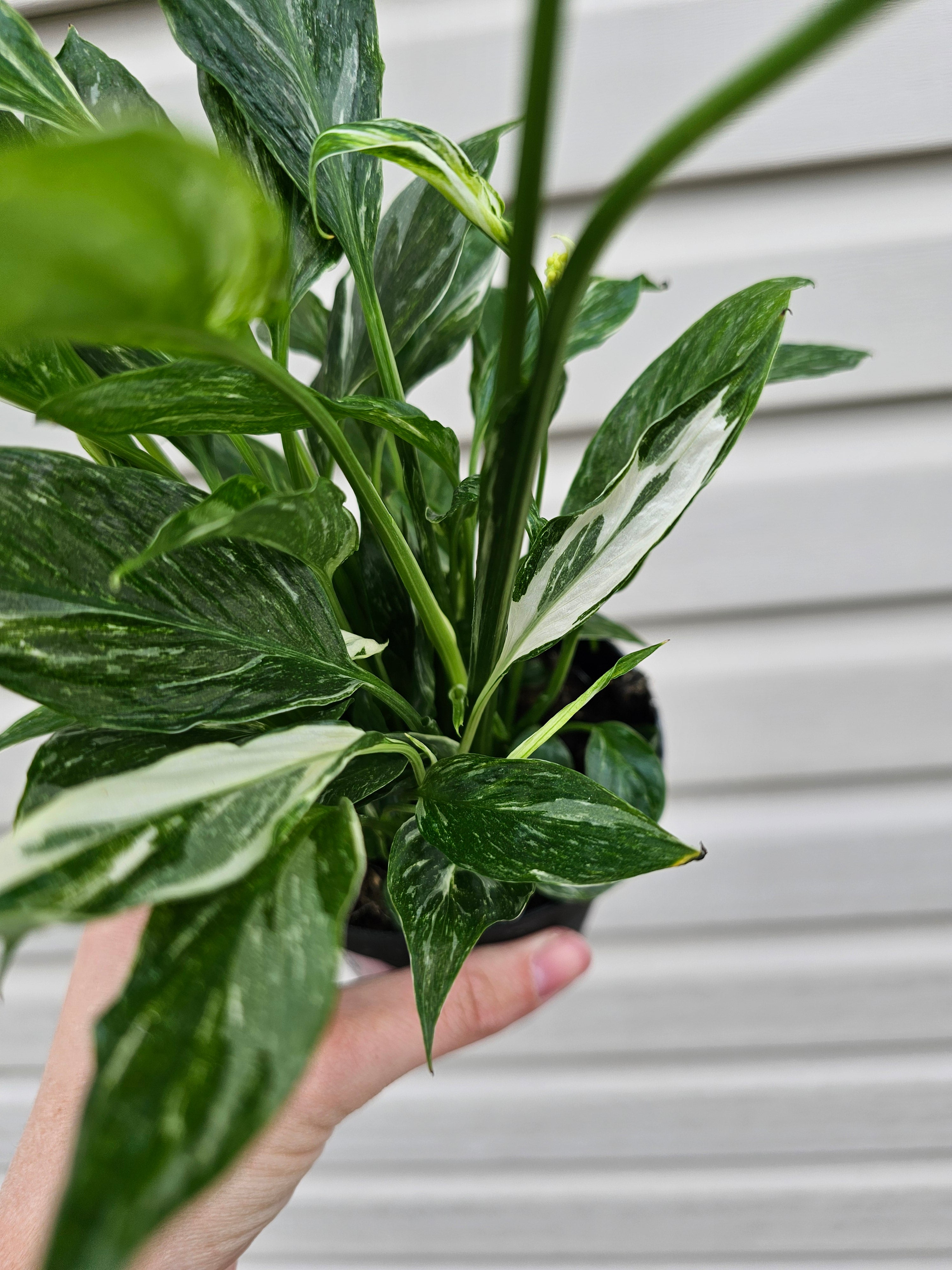 Domino Peace Lily