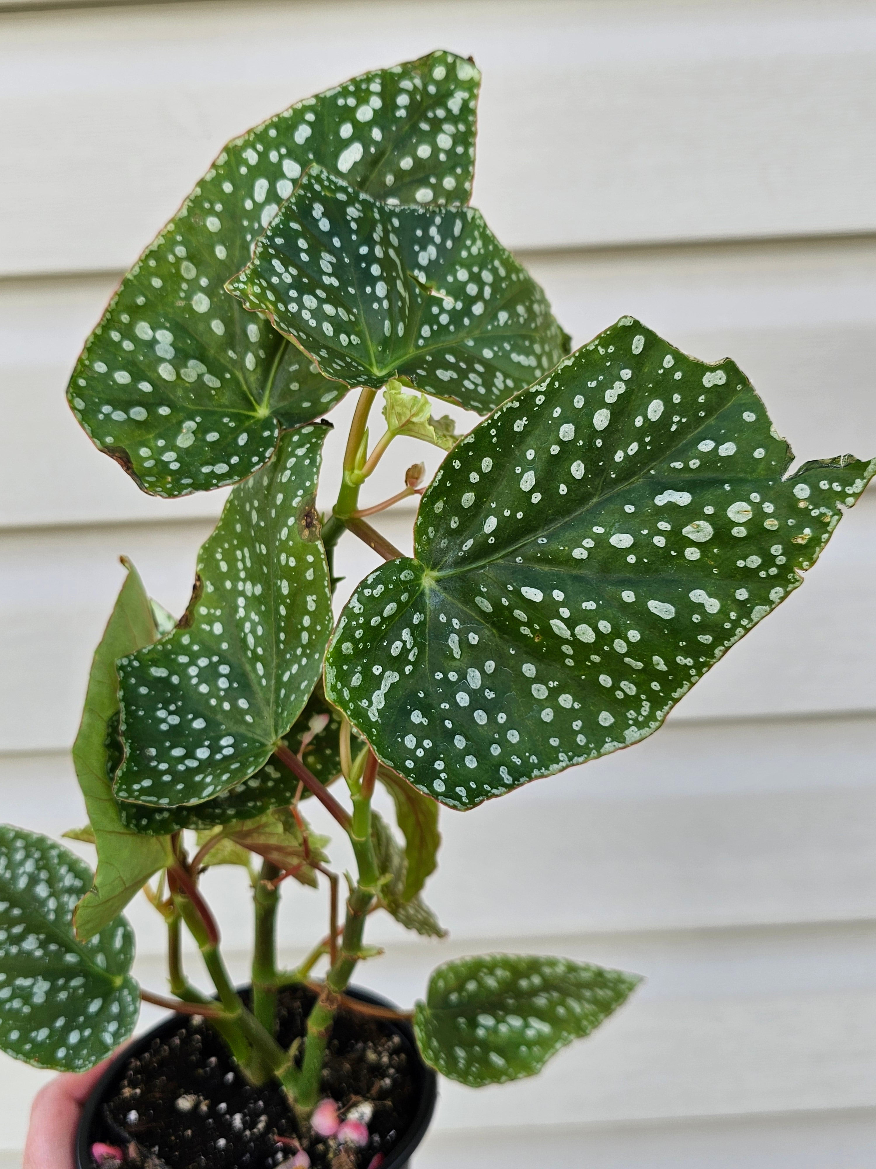 Trout Leaf Begonia Medora