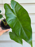 Alocasia Sumo