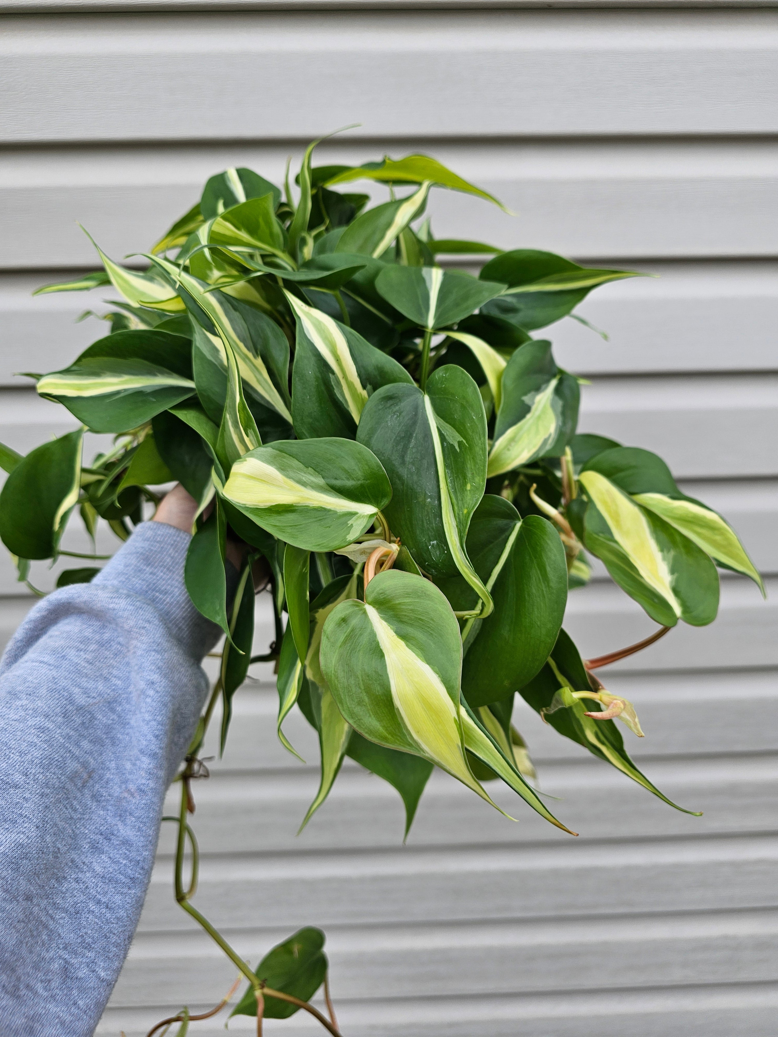Silver Stripe Philodendron 8"