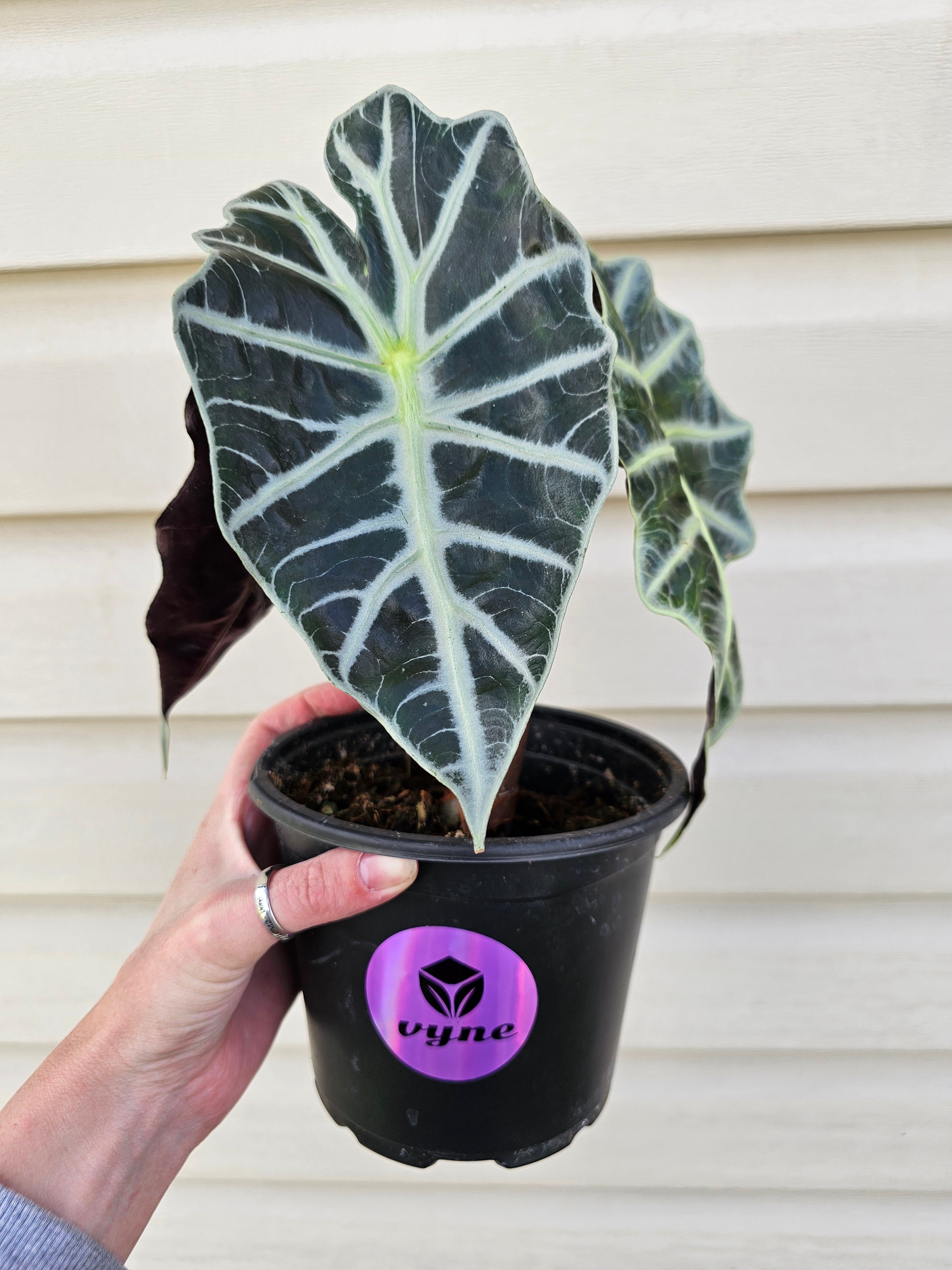 Alocasia Polly 6"