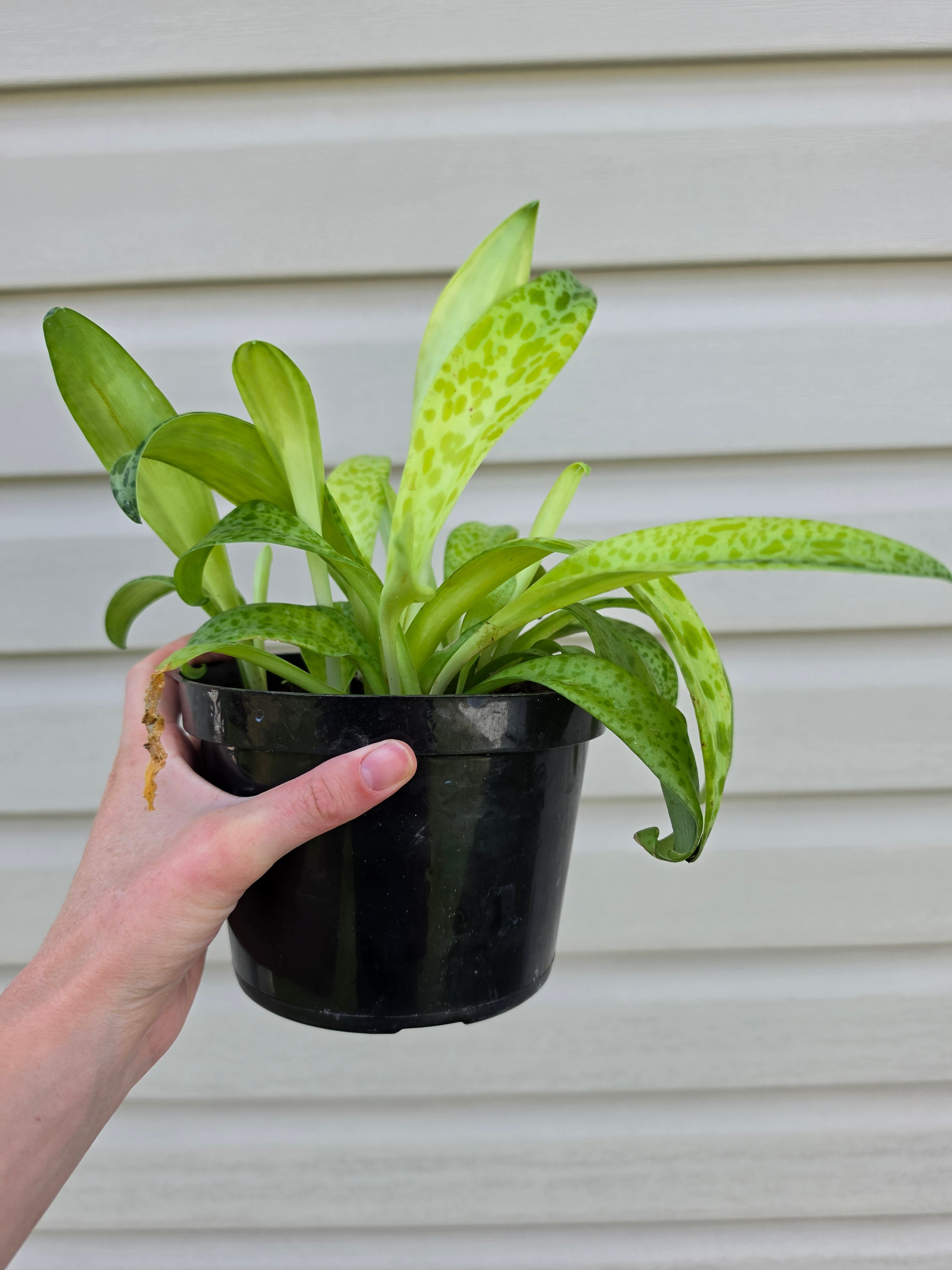 Resnova Humifusa Variegated Leopard Plant
