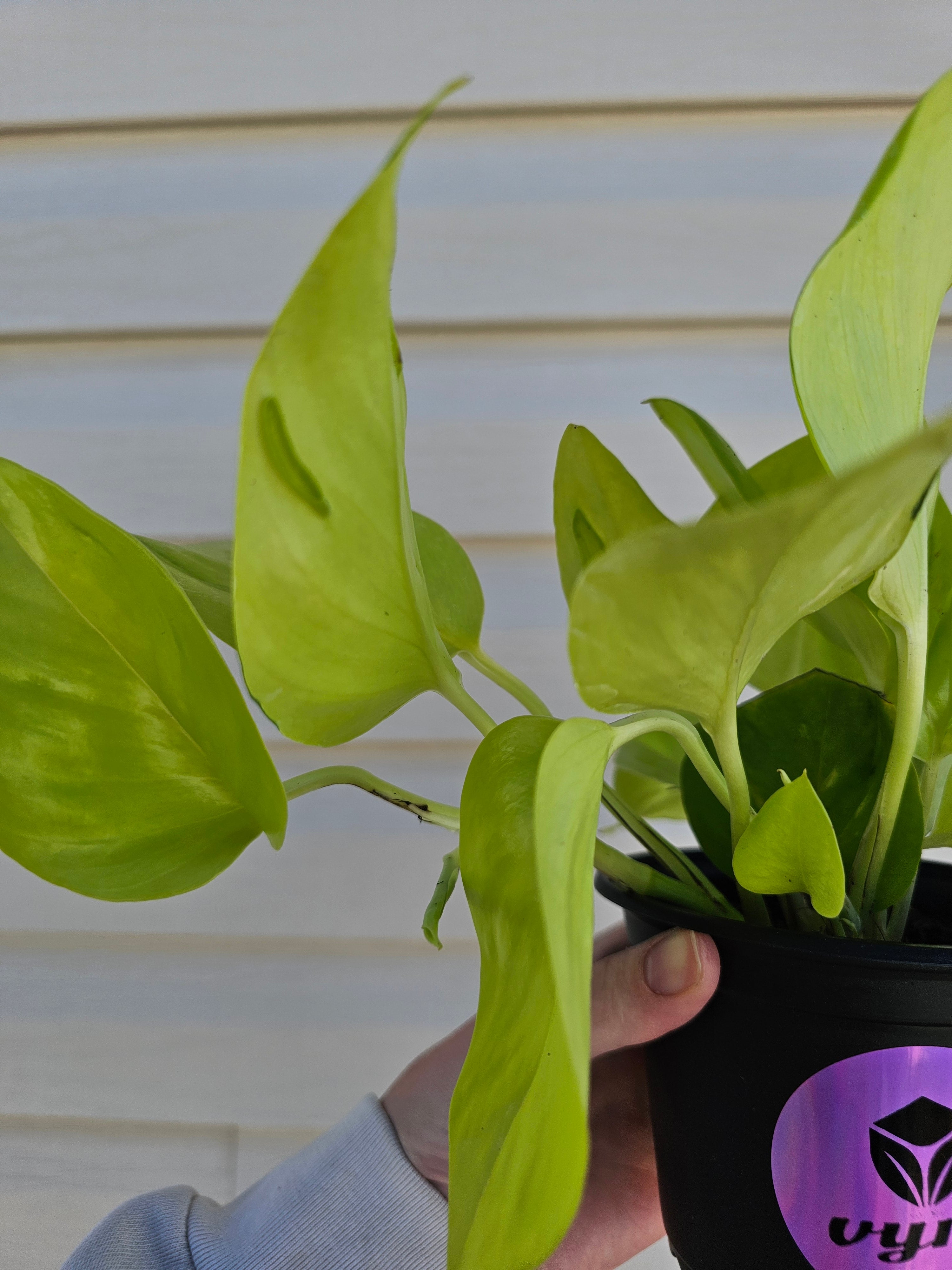 Sao Paulo Pothos!