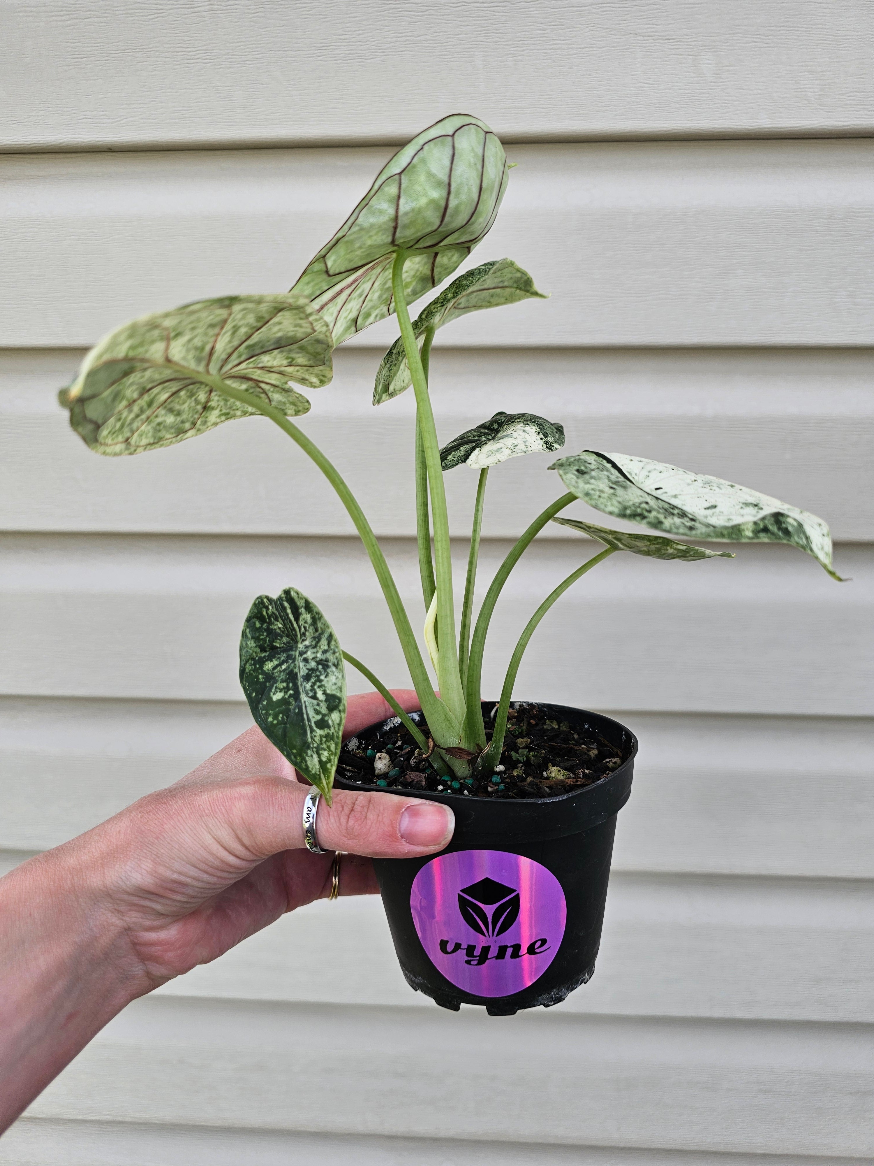 Alocasia Dragon Scale Mint