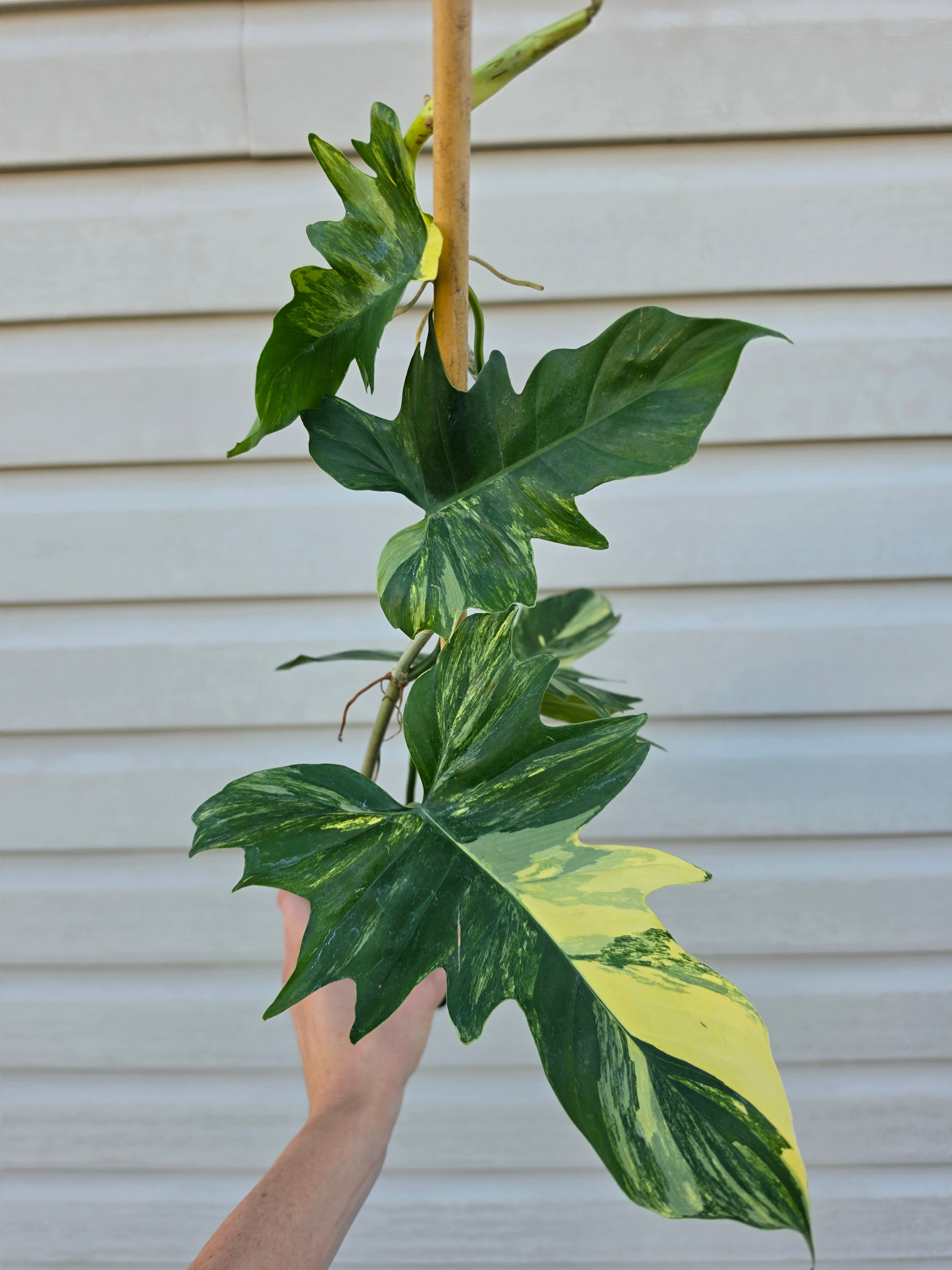 Philodendron Florida Beauty x Mayoi