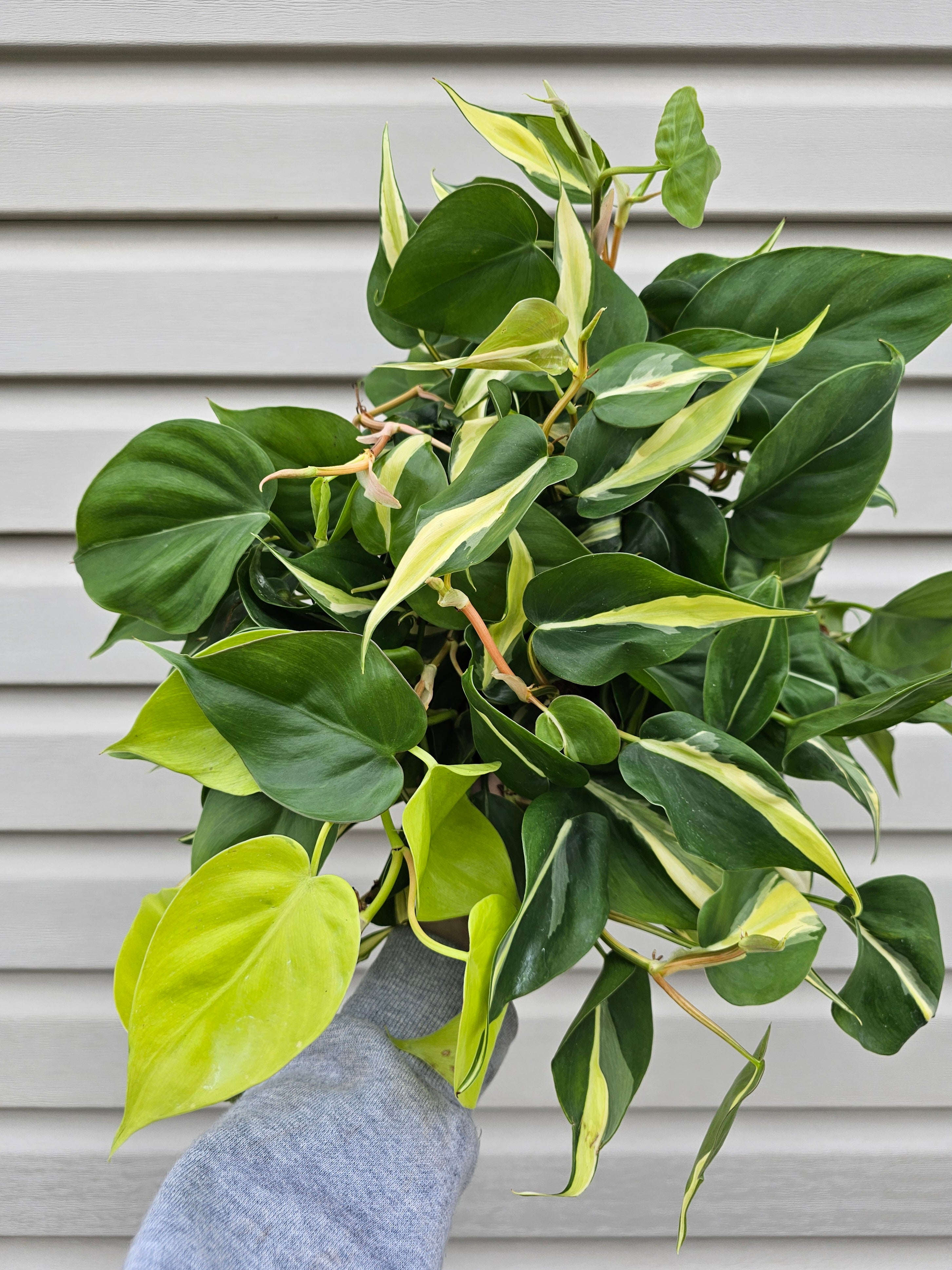 Silver Stripe Philodendron 8"