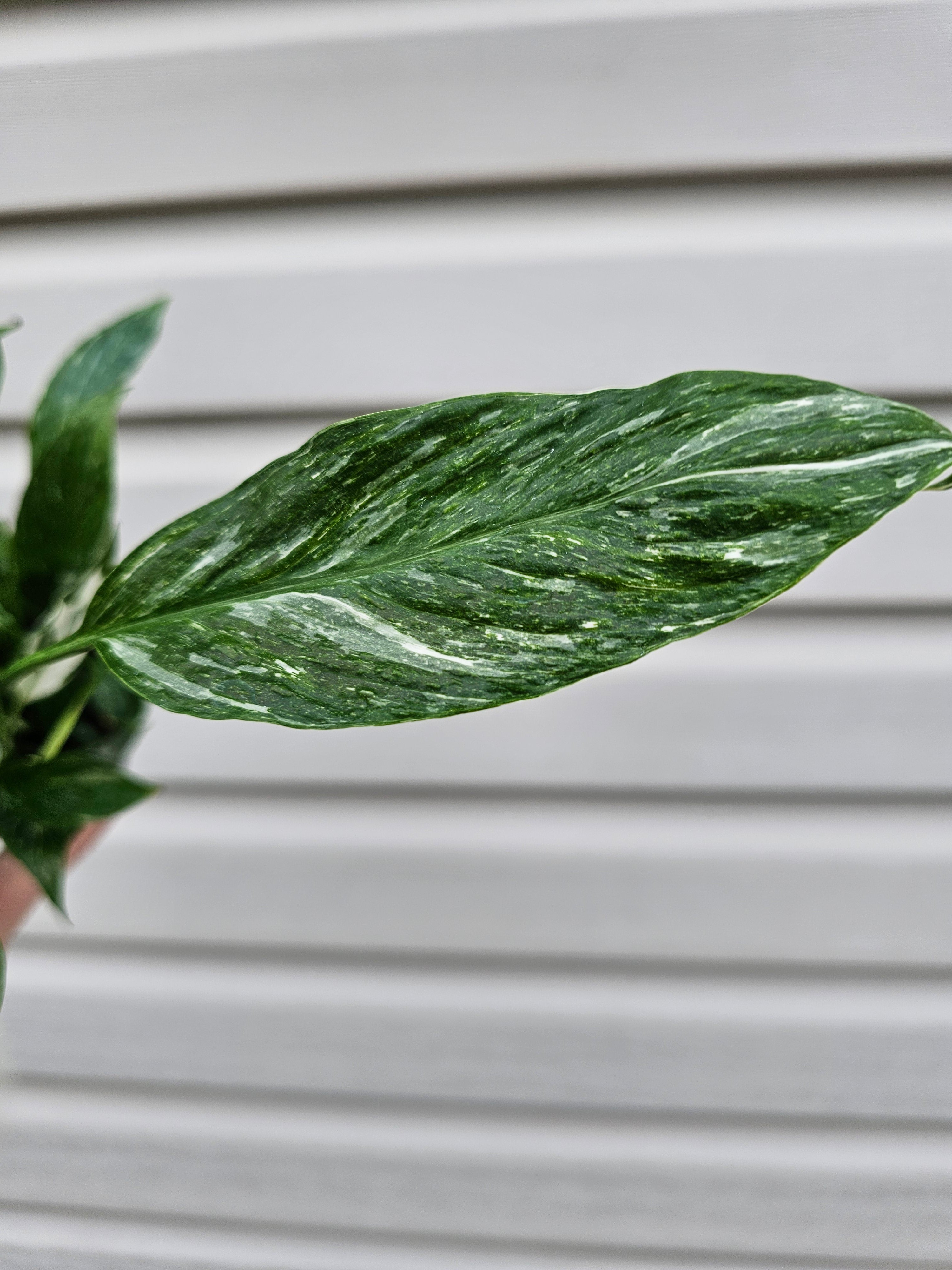 Domino Peace Lily