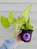 Sao Paulo Pothos!
