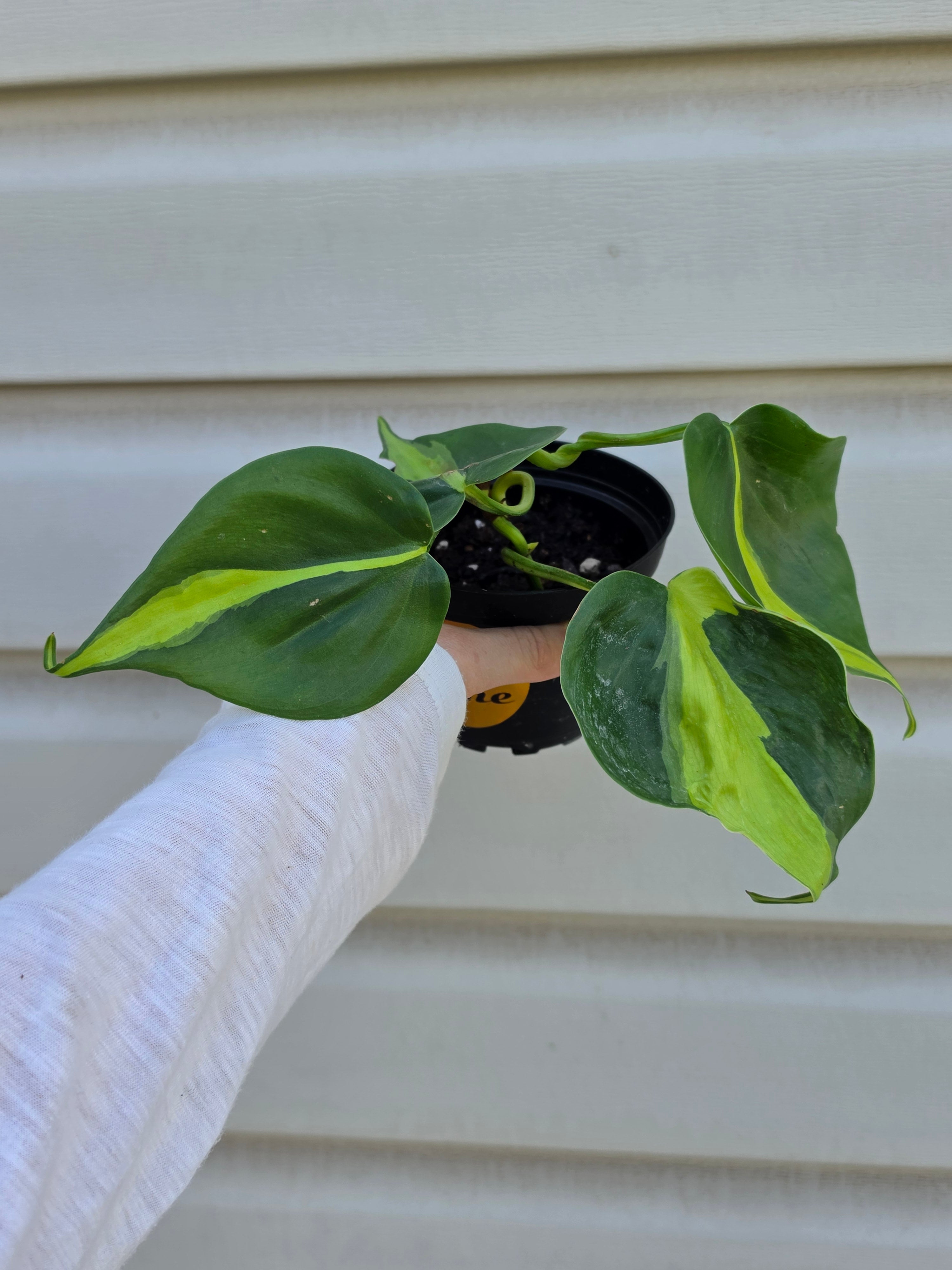 Philodendron Brasil