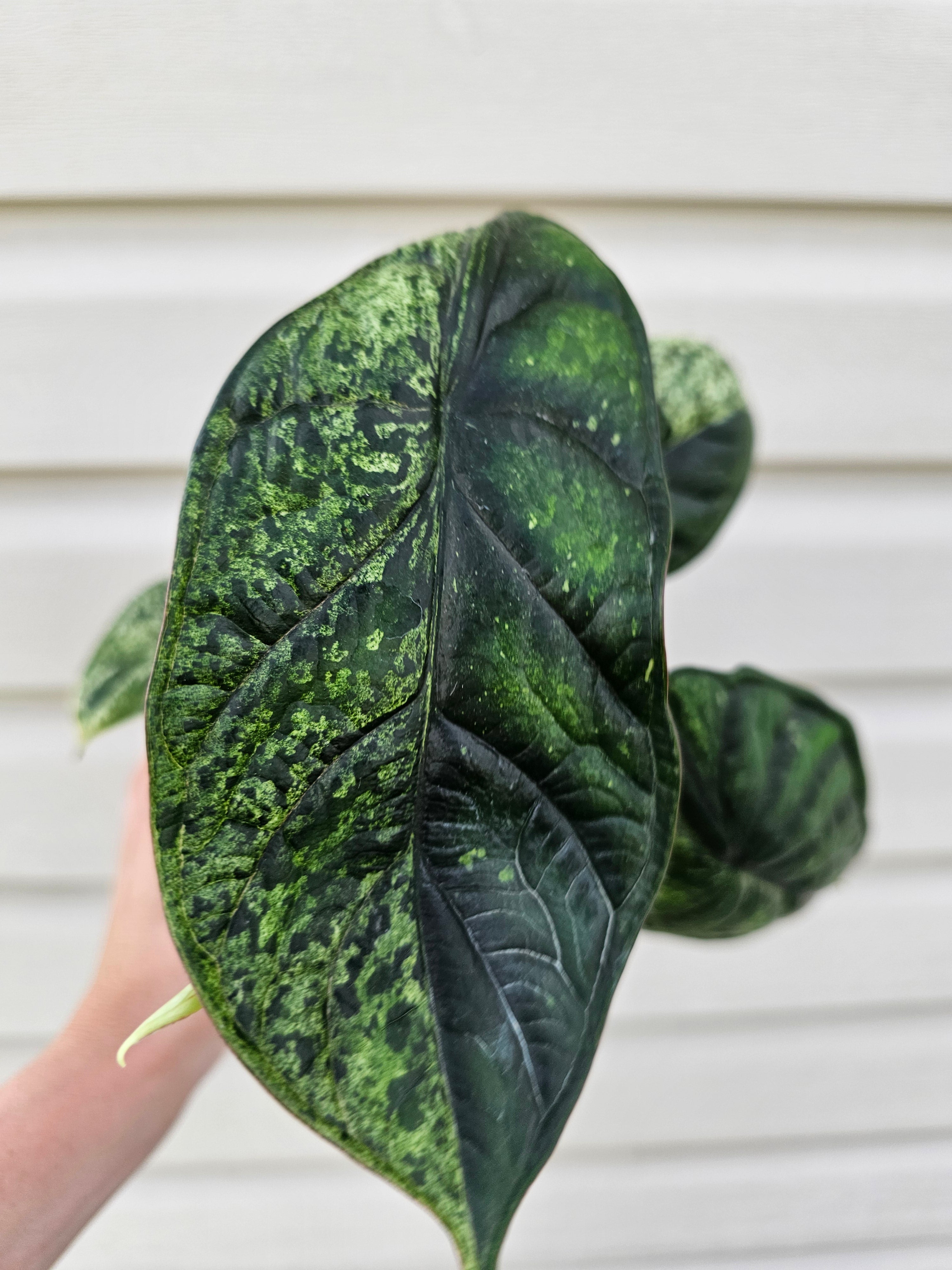 Alocasia Dragon Scale Mint