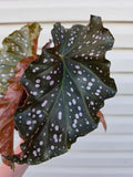 Begonia Cracklin' Rosie