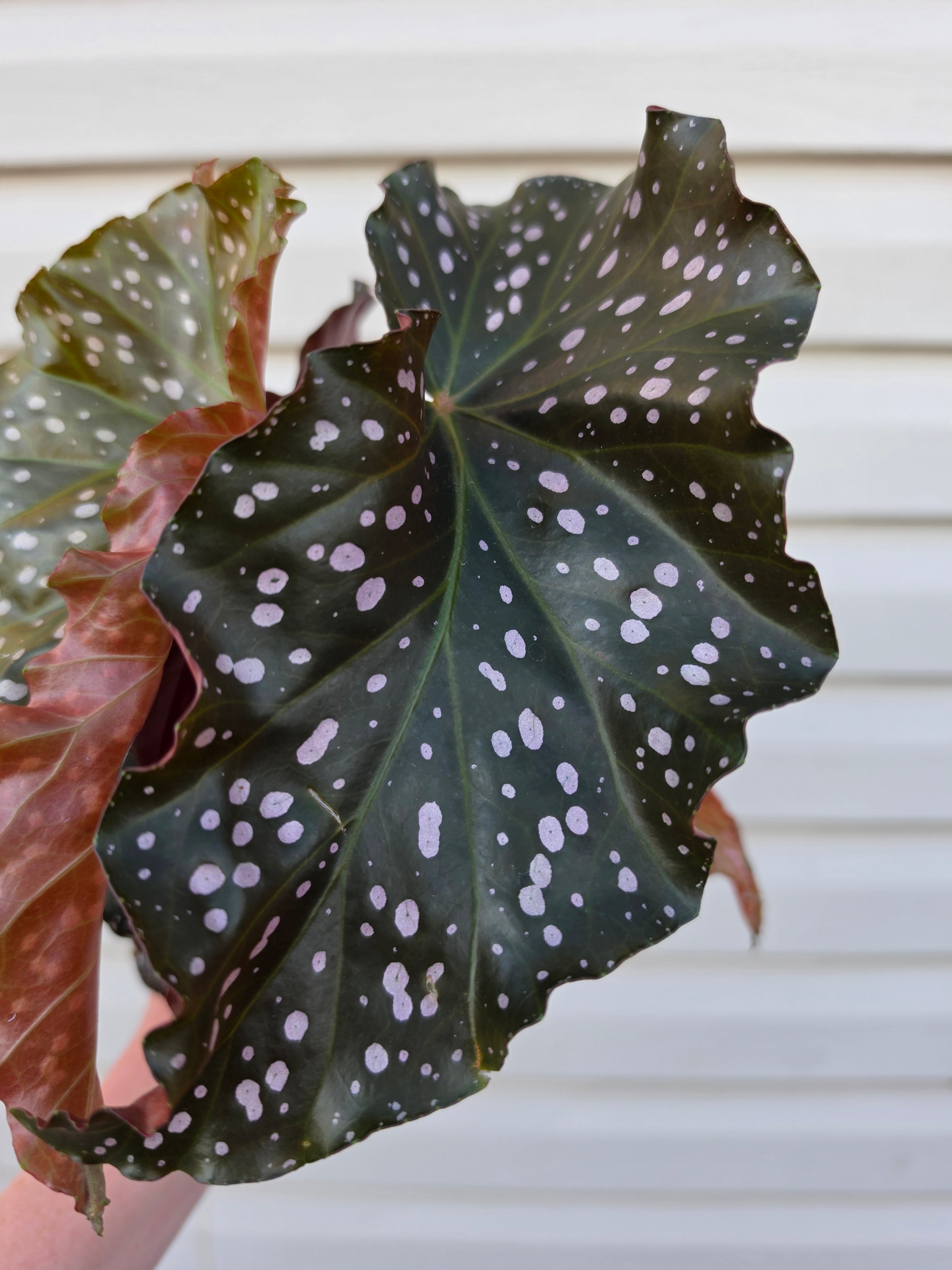 Begonia Cracklin' Rosie
