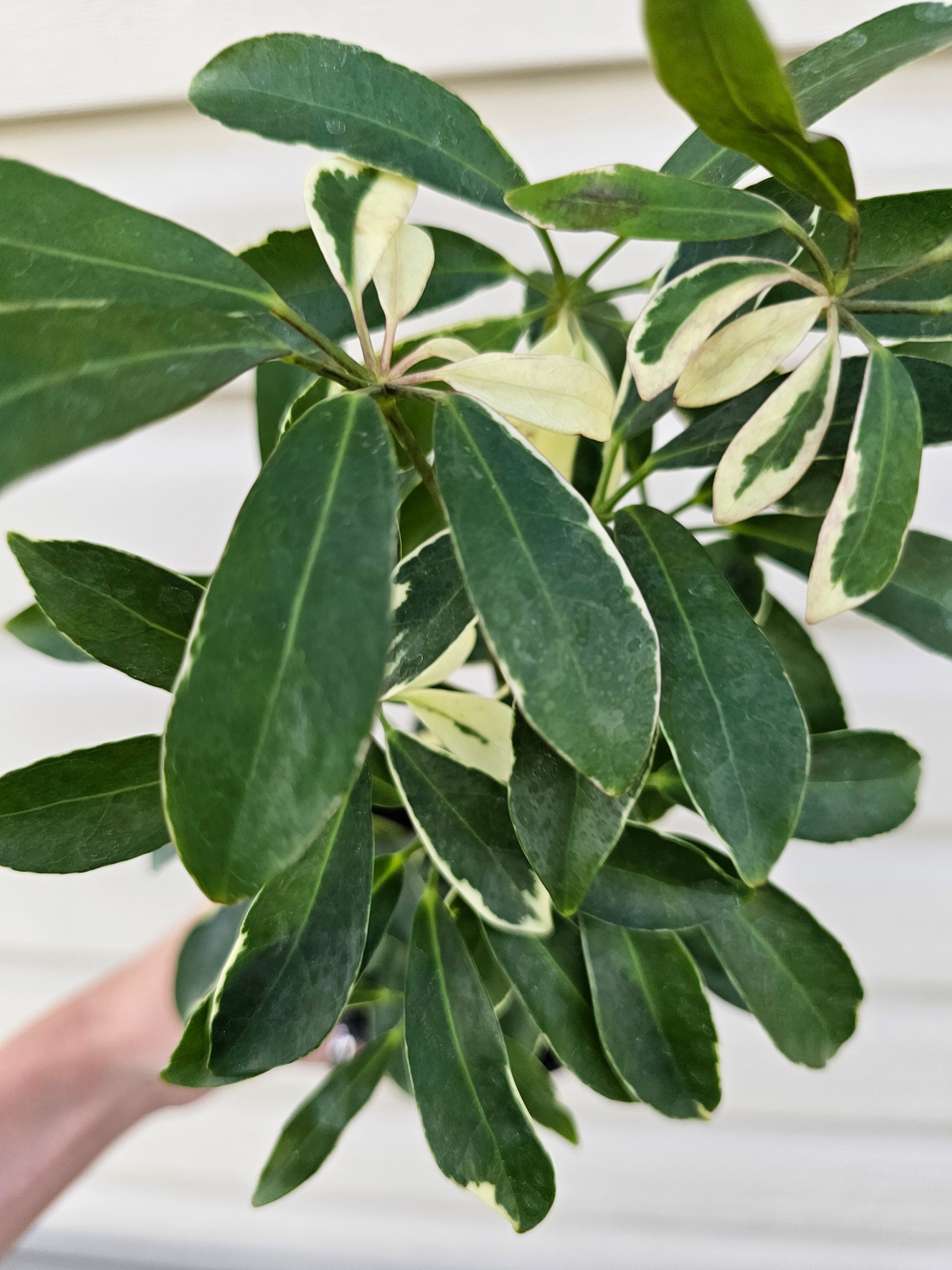 Schefflera Moonlight Umbrella Plant