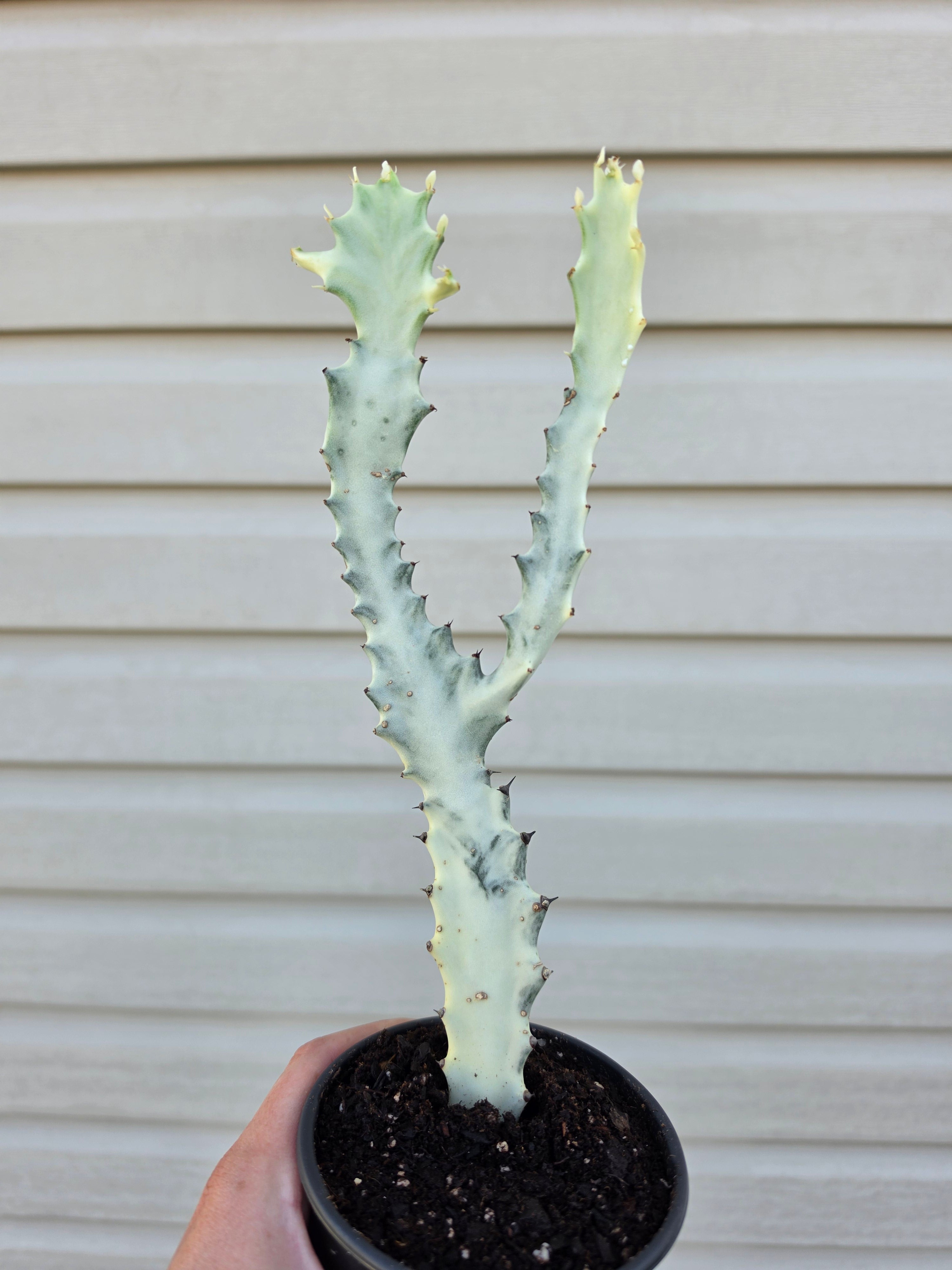 Euphorbia Ghost