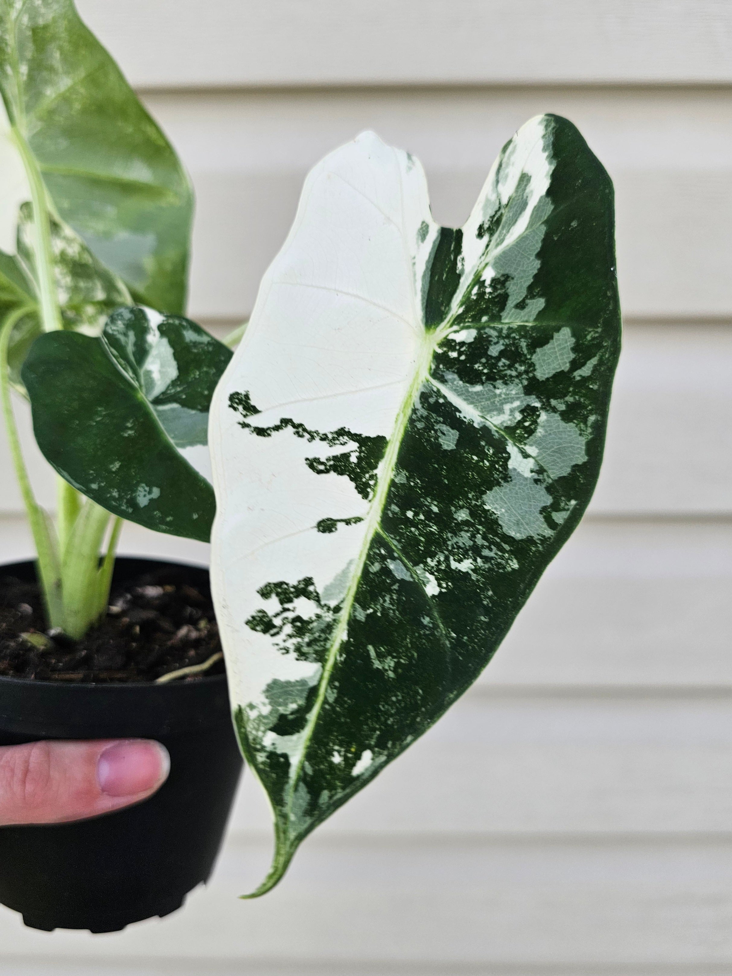 Alocasia Frydek Variegated