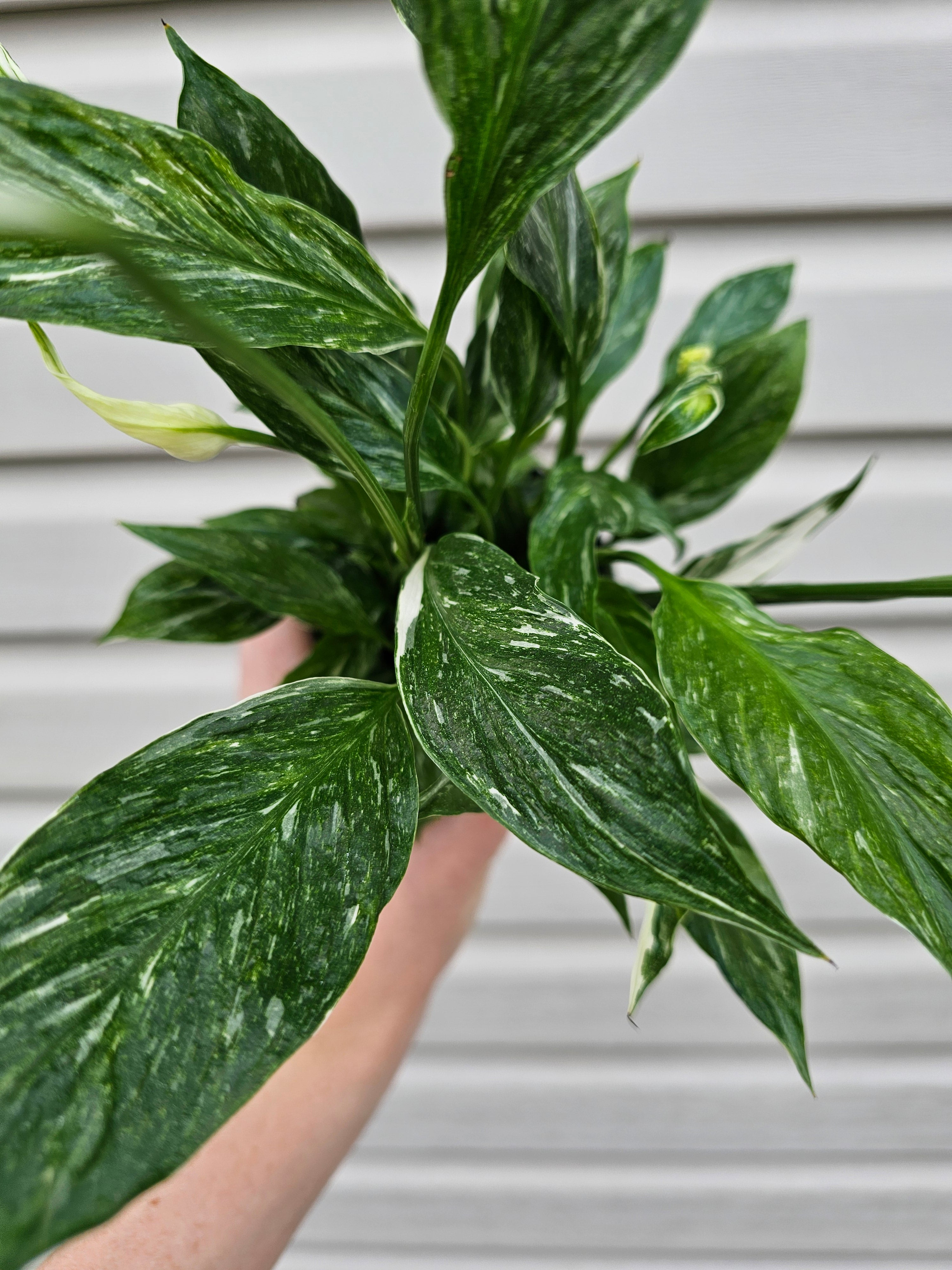 Domino Peace Lily