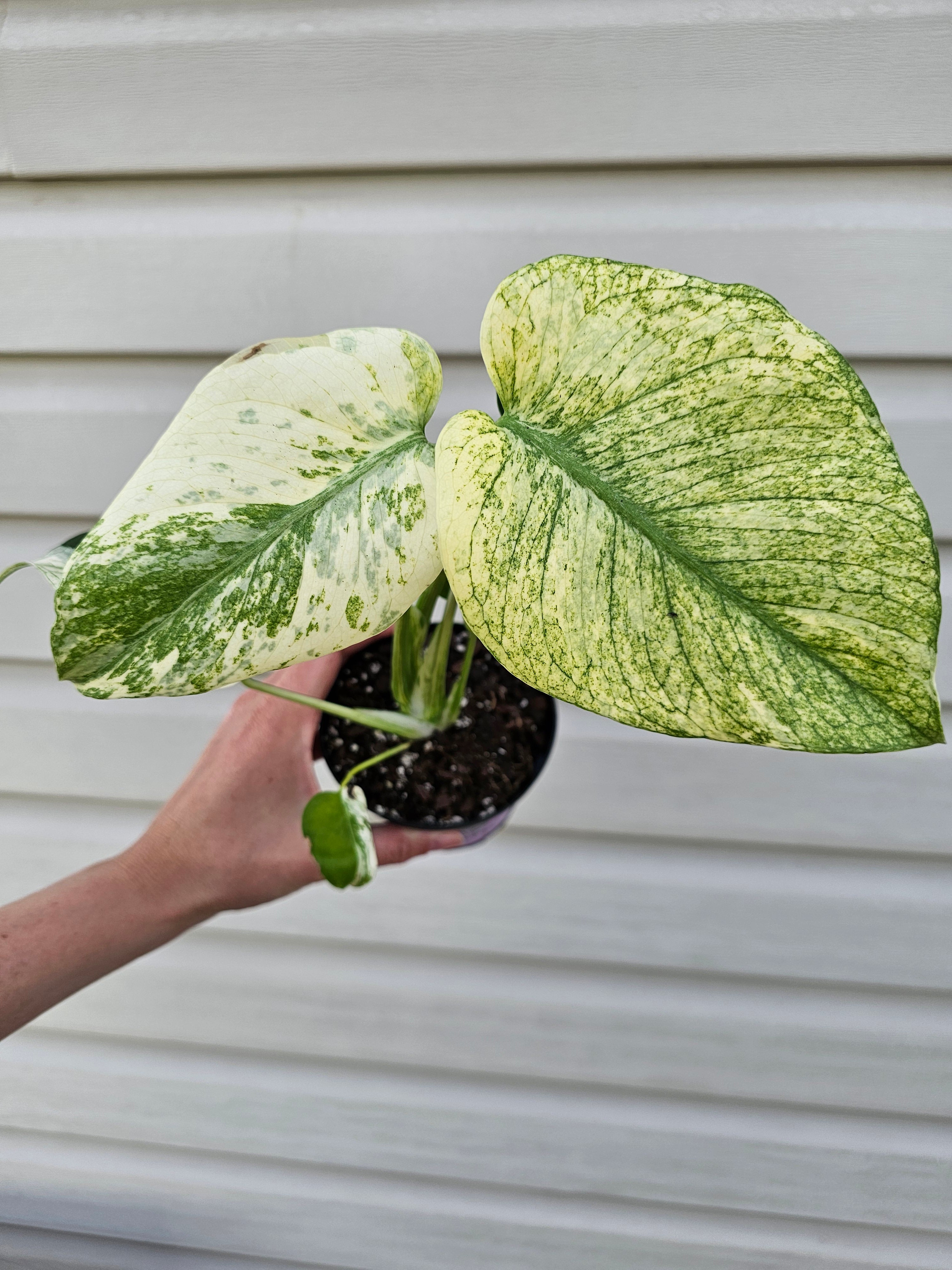 Monstera Mint