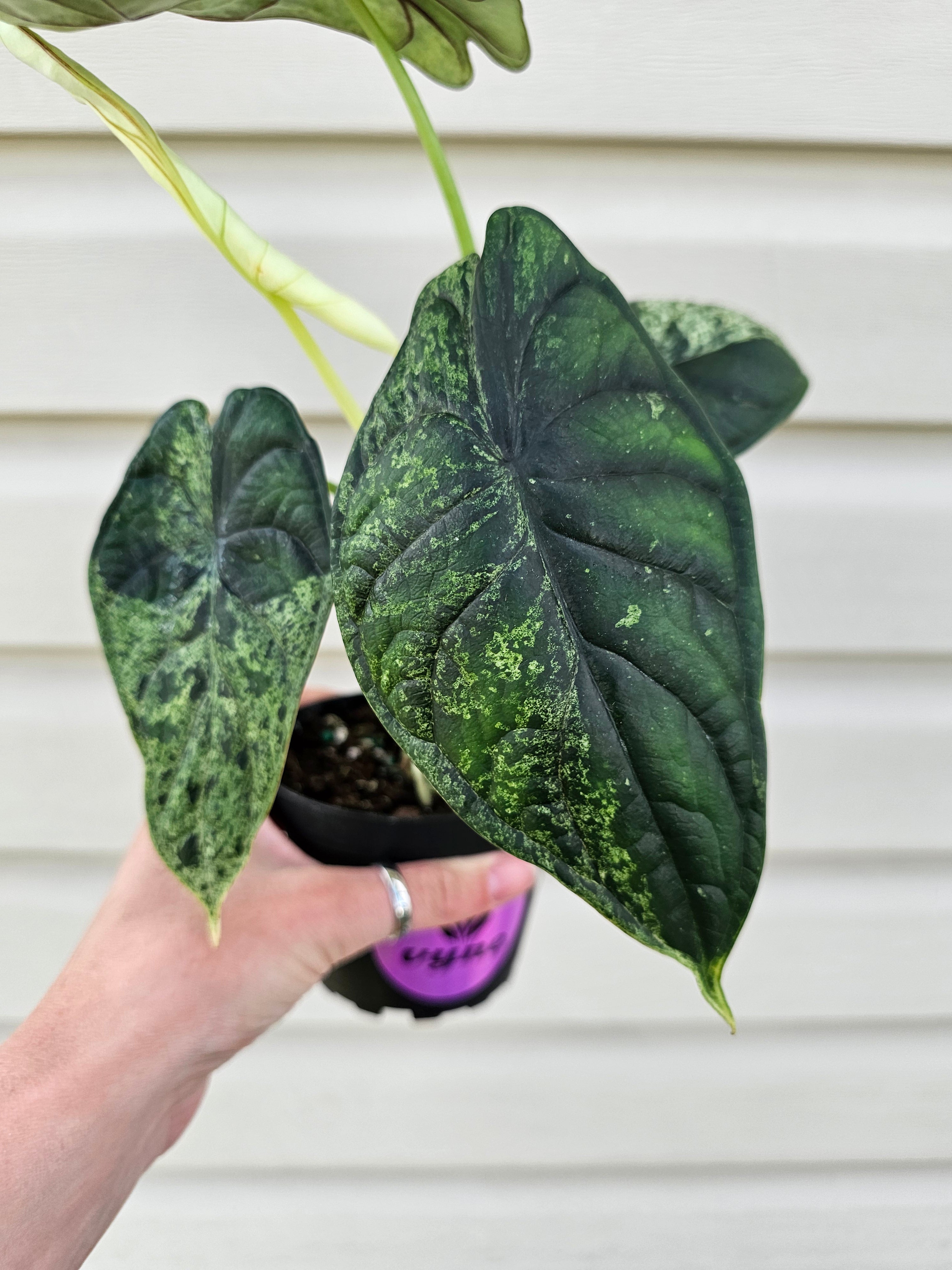 Alocasia Dragon Scale Mint