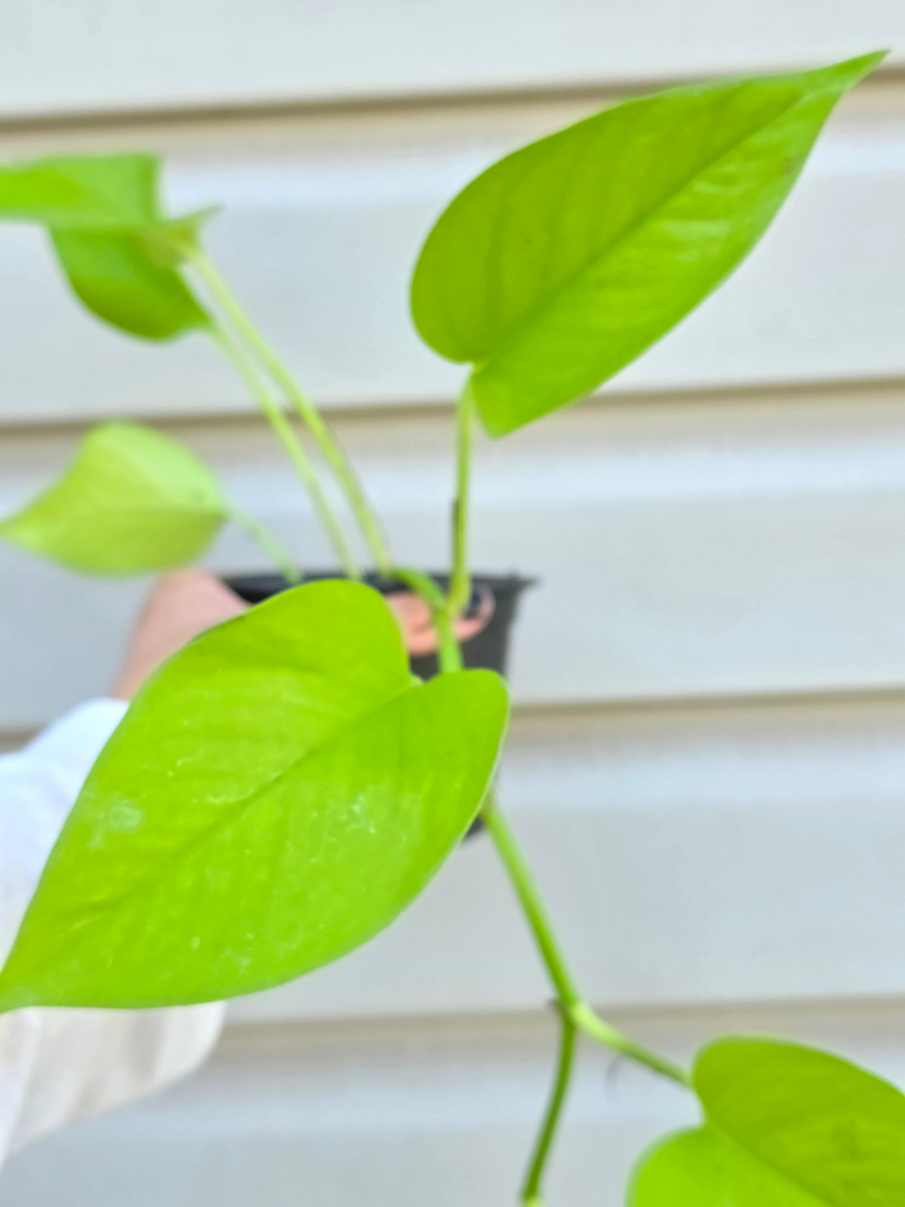 Neon Pothos