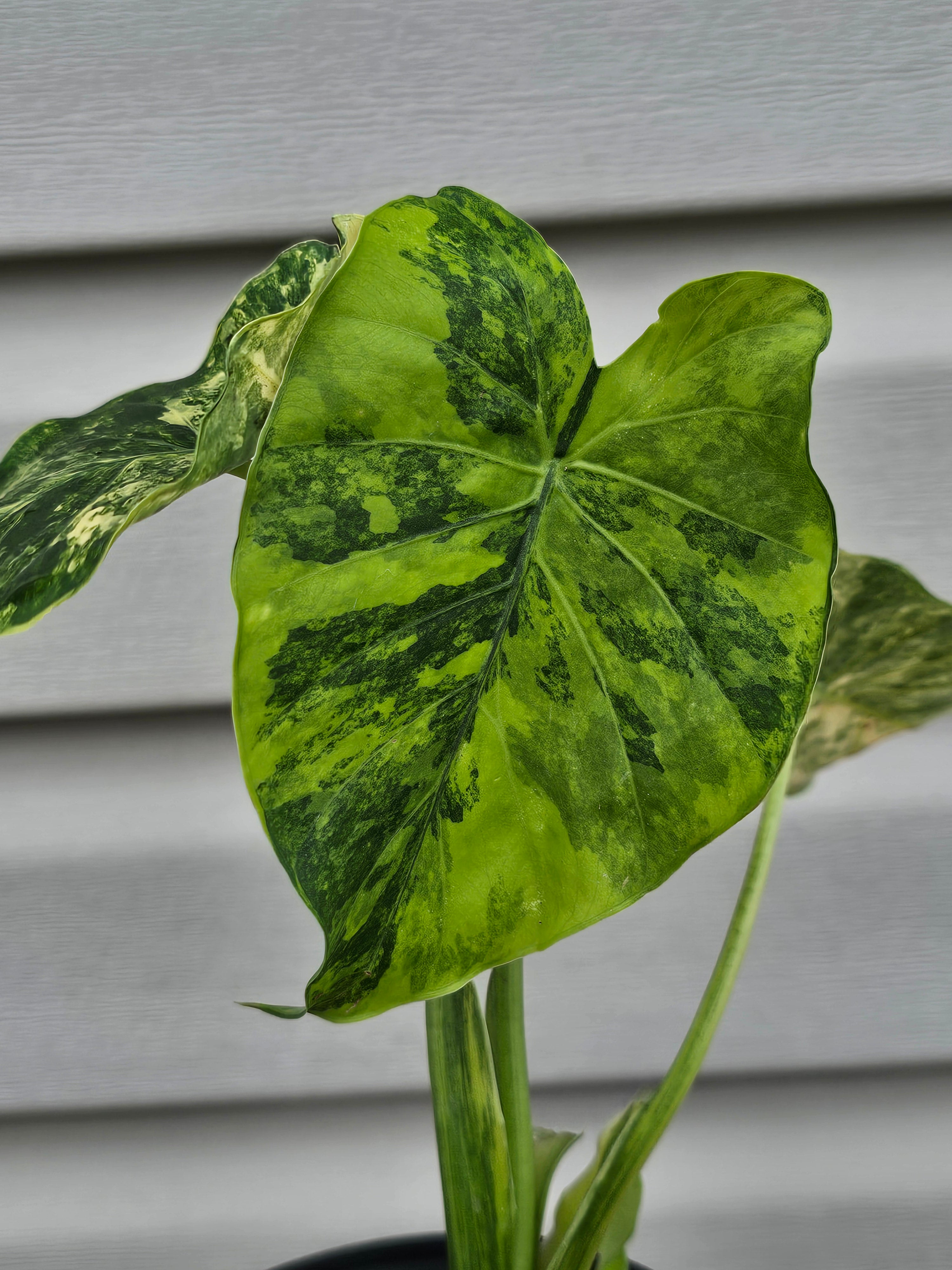 Alocasia Gageana Aurea