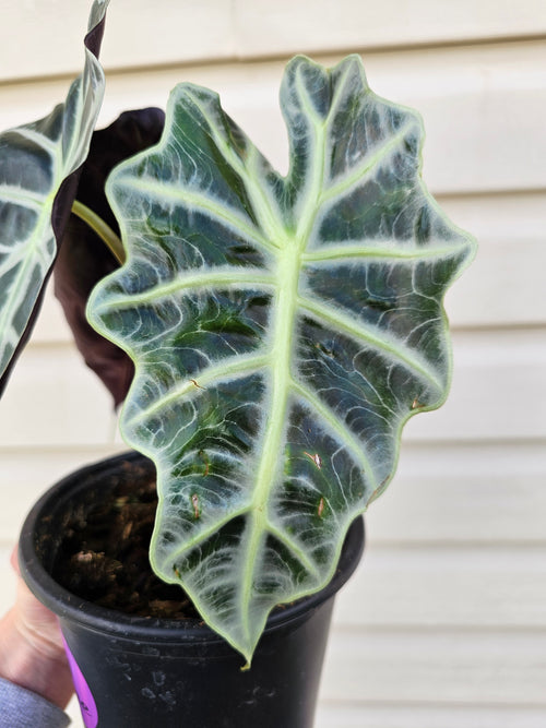 Alocasia Polly 6"