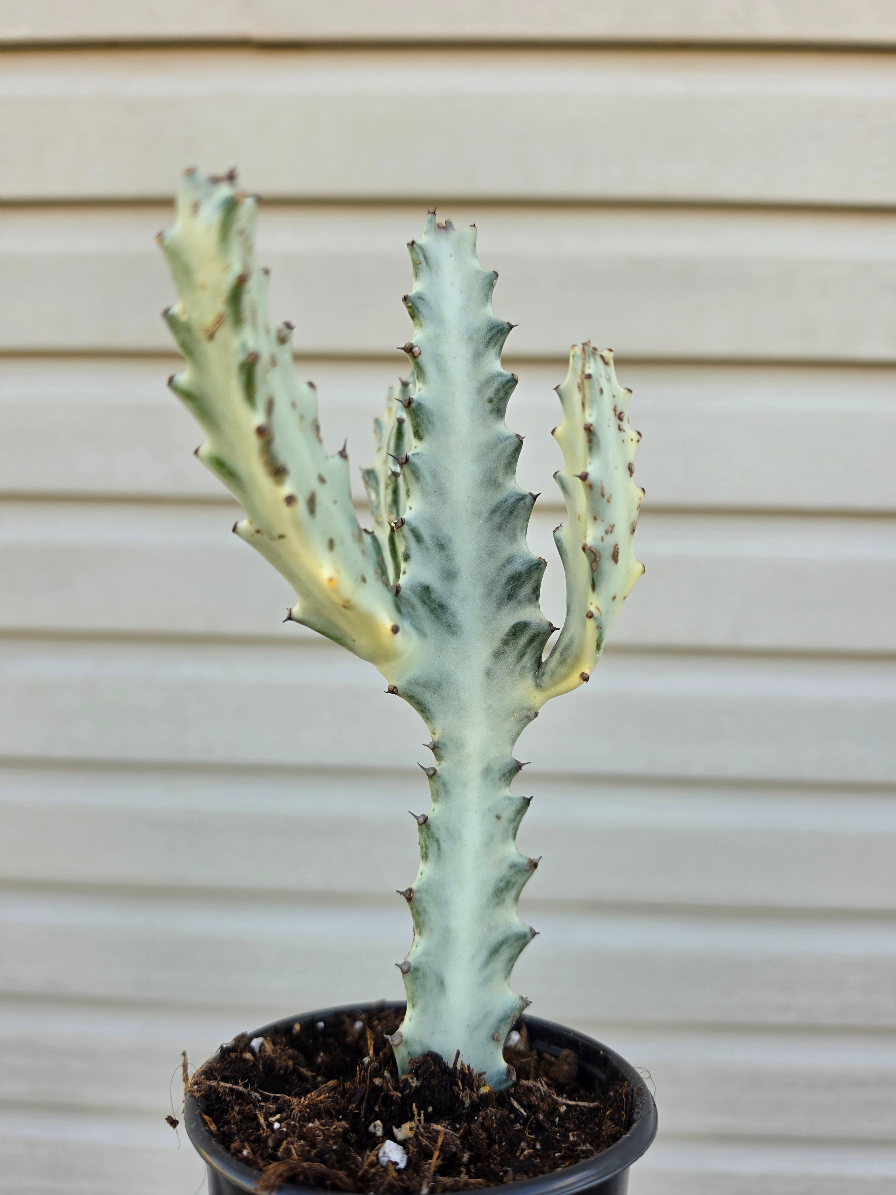 Euphorbia Ghost