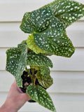 Trout Leaf Begonia Medora